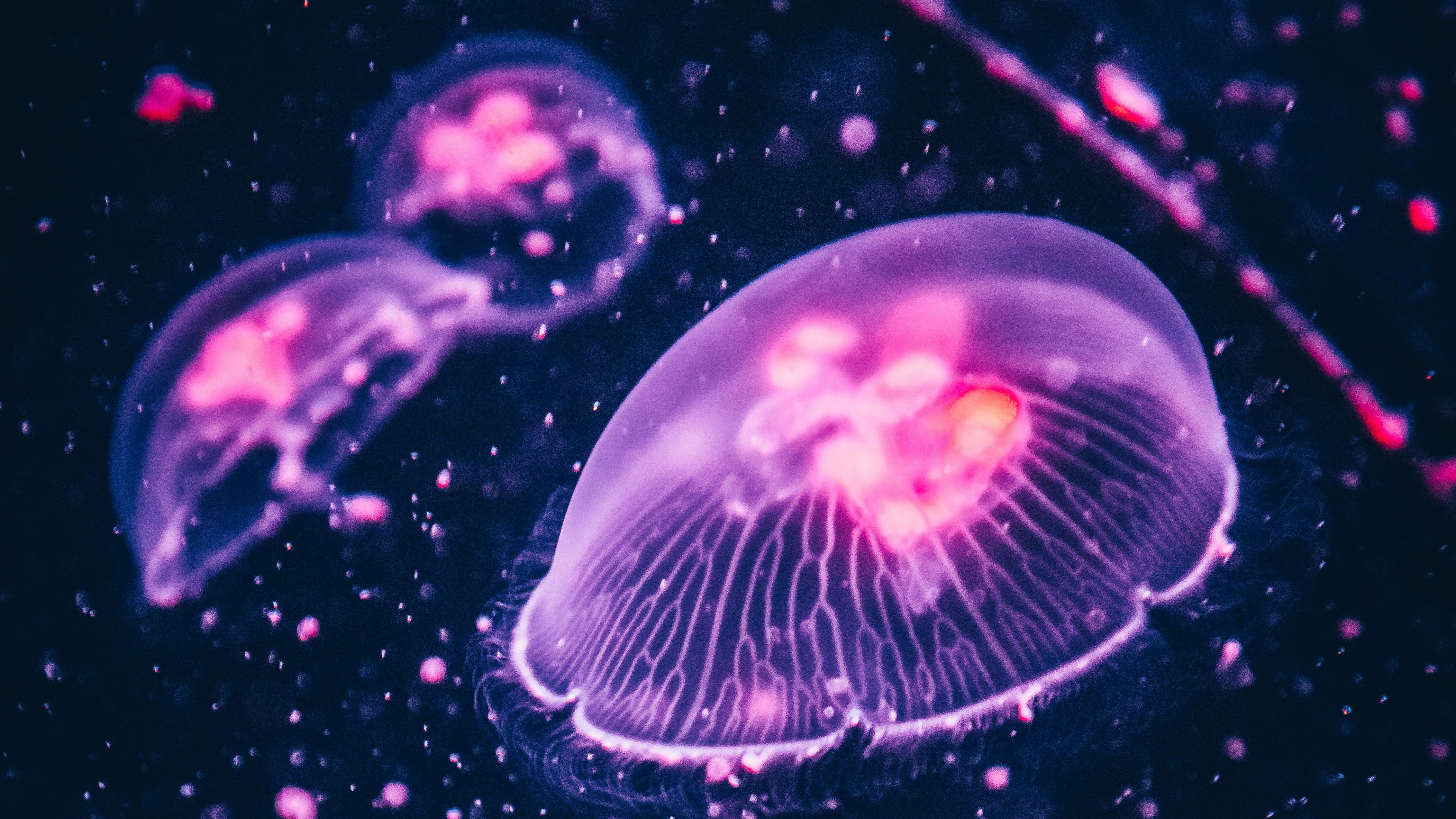 A group of jellyfish swim in the ocean. - Jellyfish