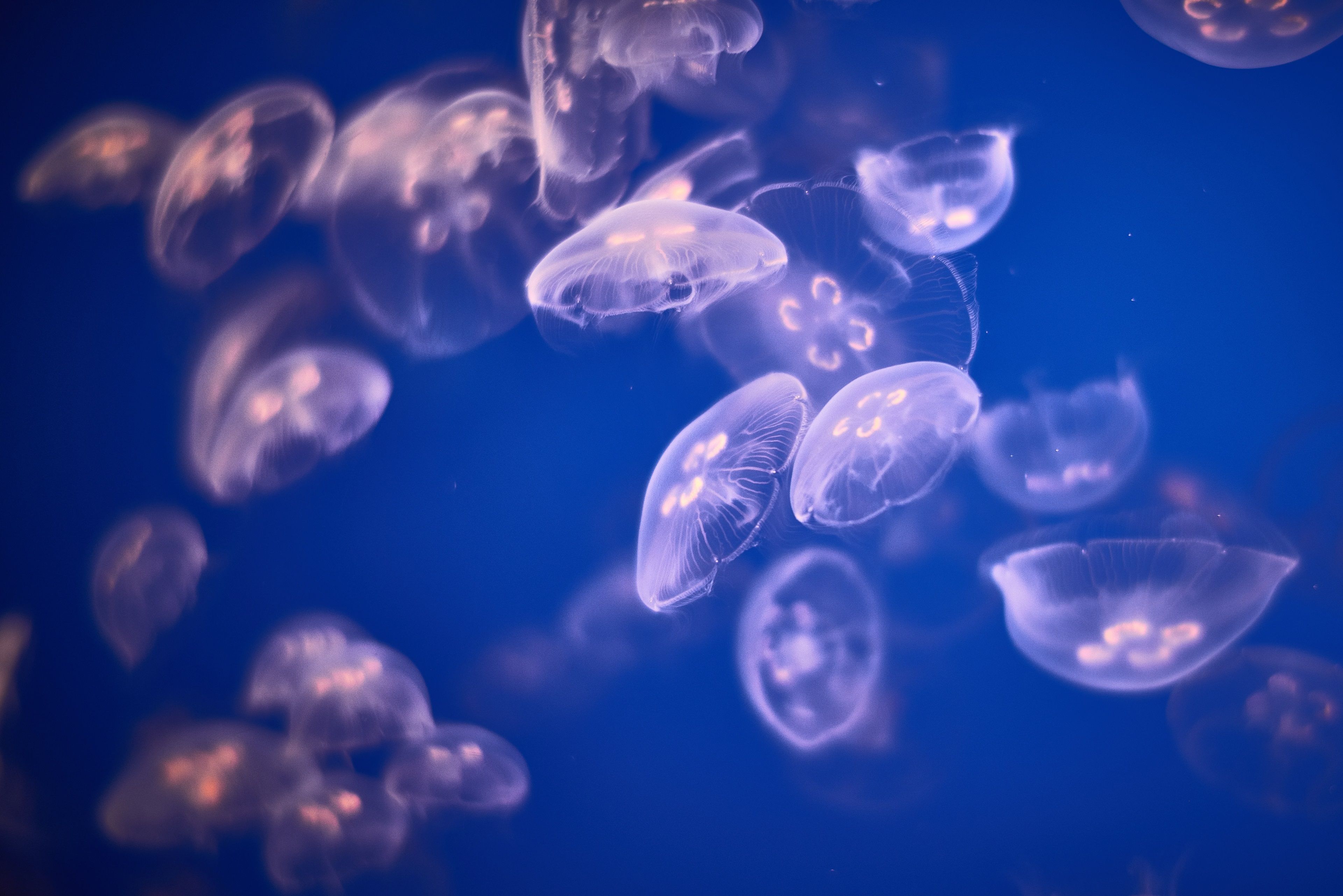 A group of jellyfish floating in a blue ocean. - Jellyfish