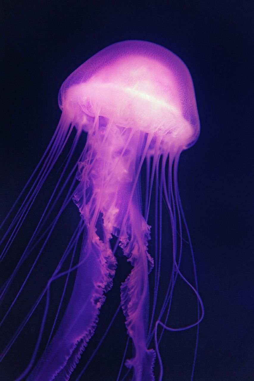 A purple jellyfish with long tentacles in the dark - Jellyfish