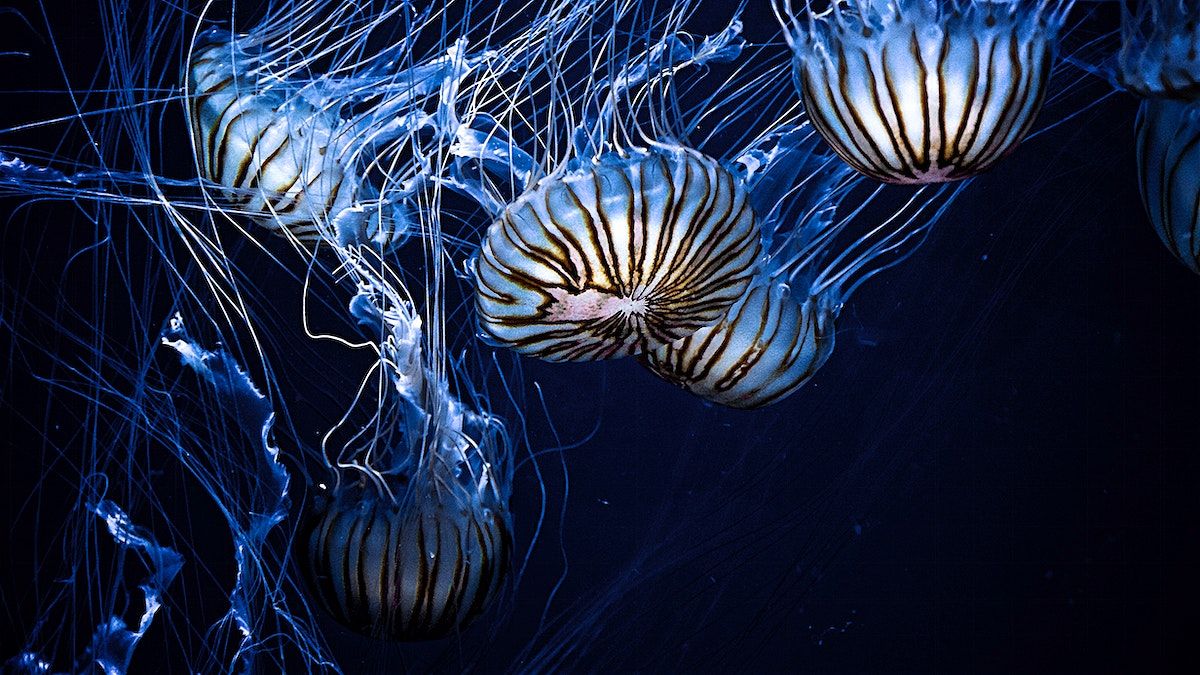 A group of jellyfish swimming in the water - Jellyfish