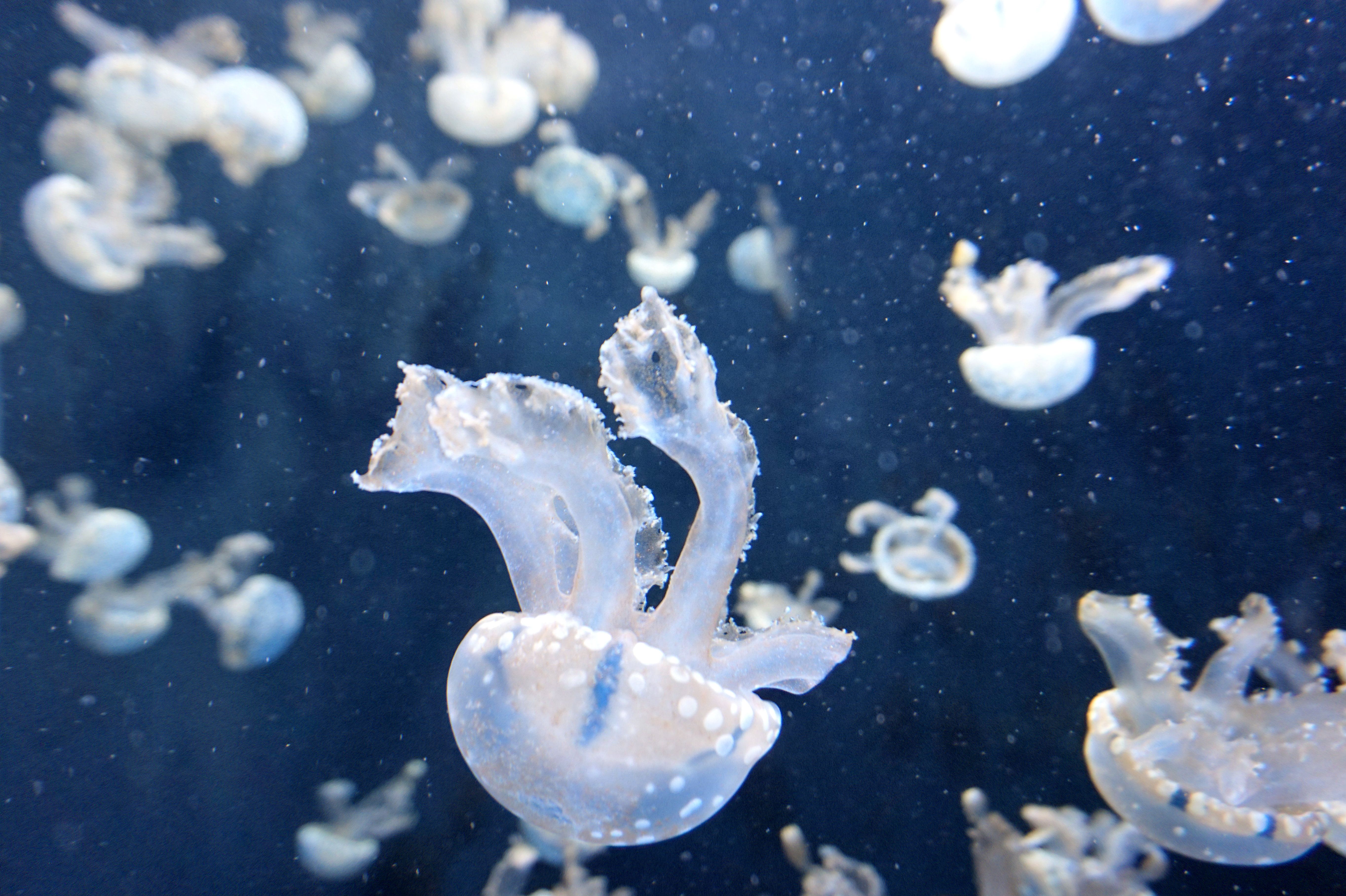 A group of white jellyfish swim in a dark blue ocean. - Jellyfish