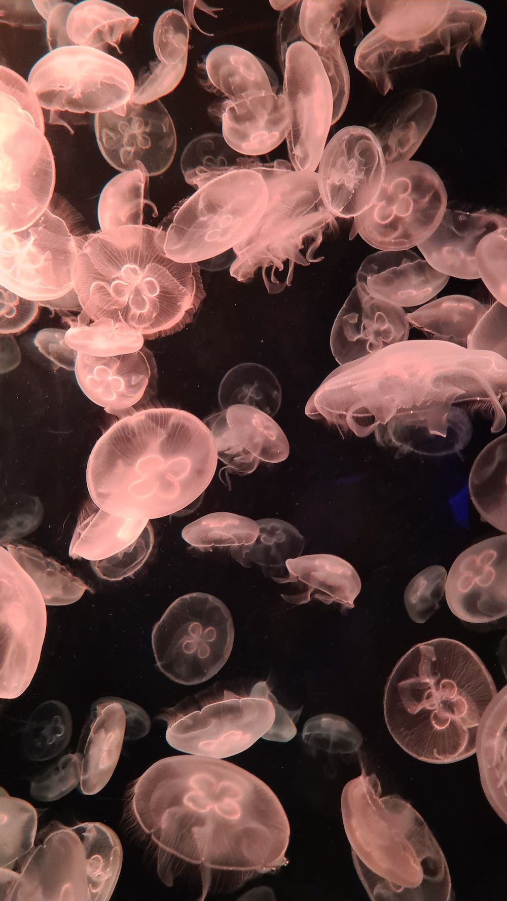 white and pink jellyfish in water photo