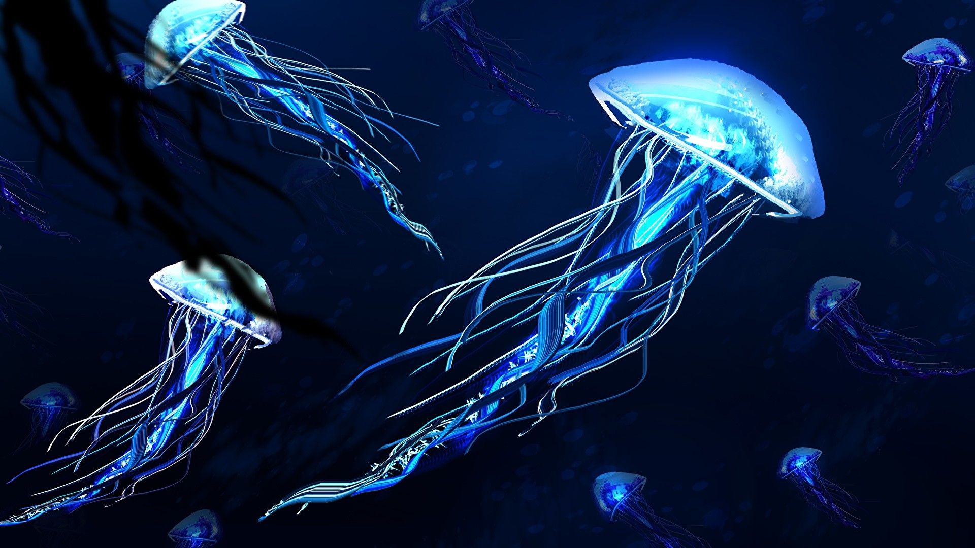 Jellyfish Wallpaper