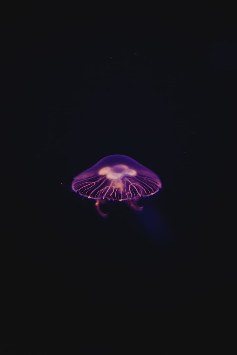 A jellyfish in the dark with light shining on it - Jellyfish