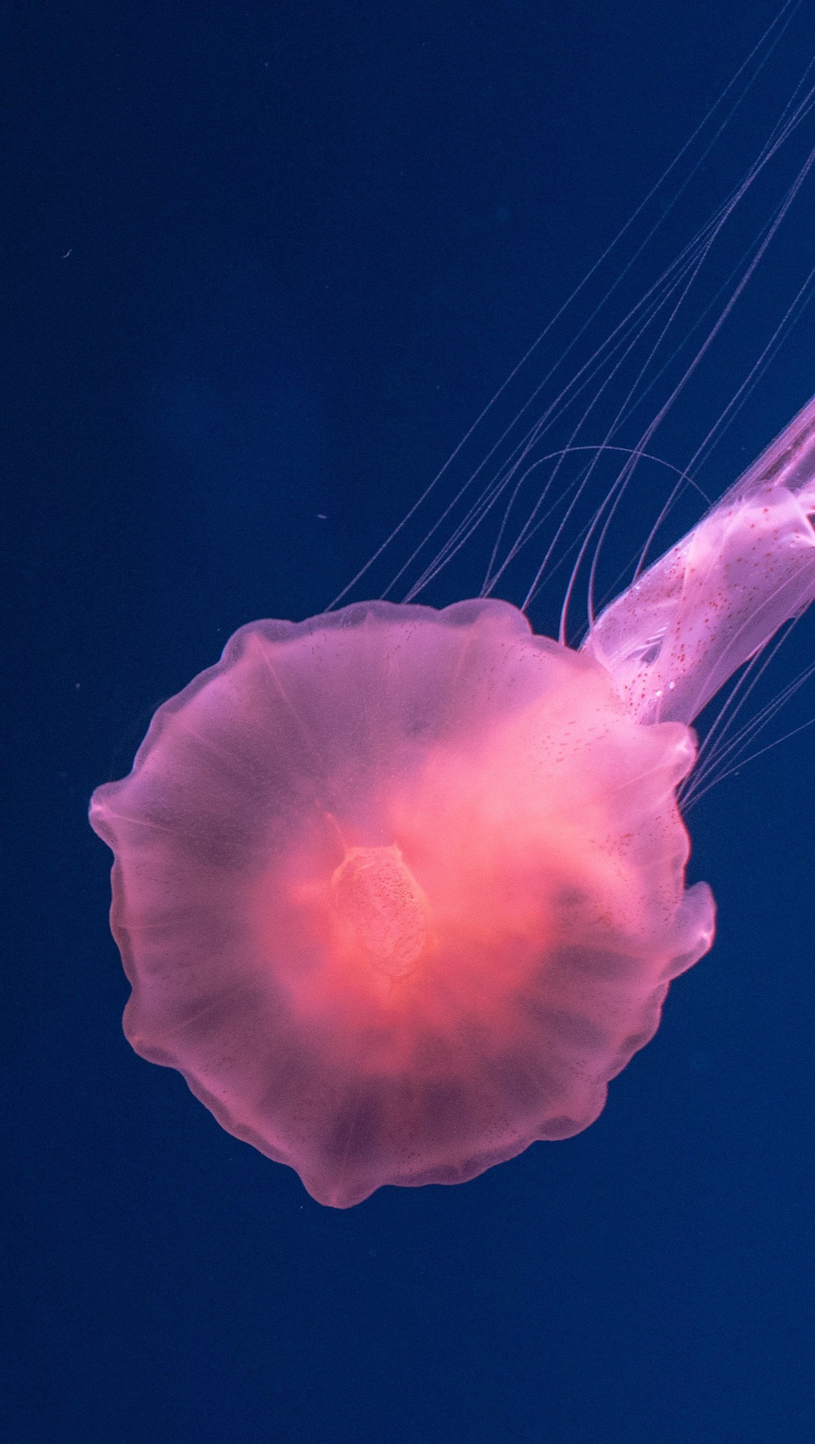 A jellyfish in the water with its tentacles - Jellyfish