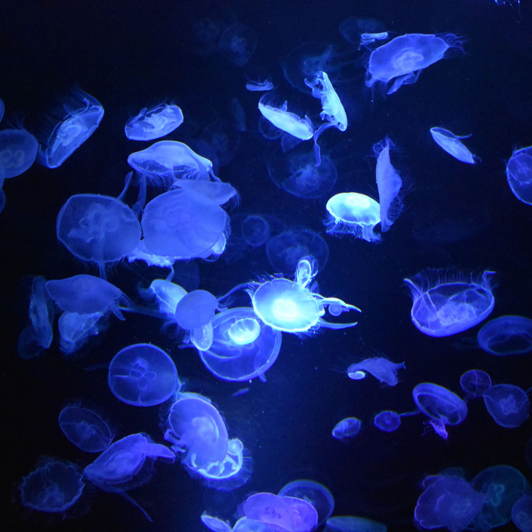 A group of jellyfish floating in a dark blue water. - Jellyfish