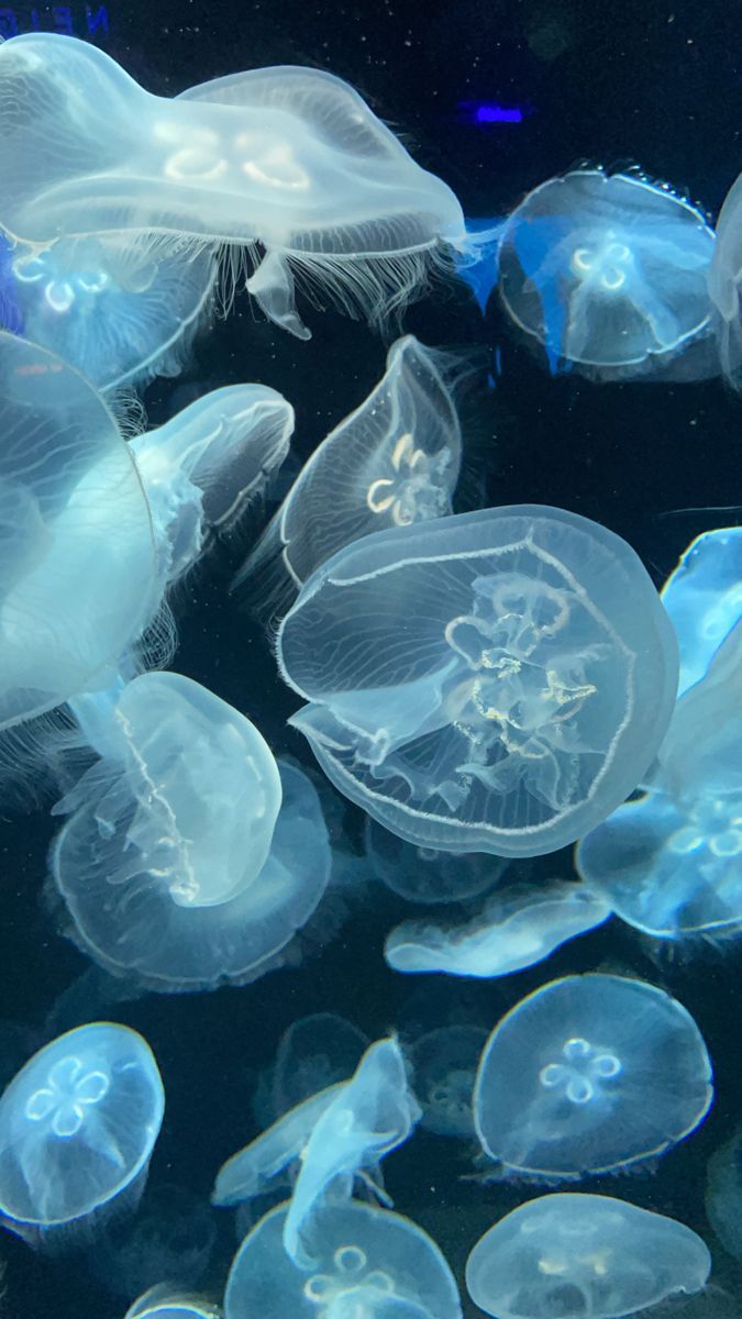 A group of jellyfish swimming in water - Jellyfish