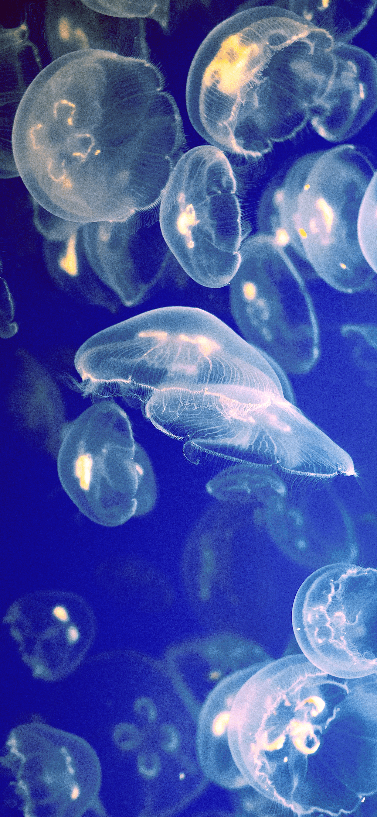 A group of jellyfish swimming in a blue ocean. - Jellyfish