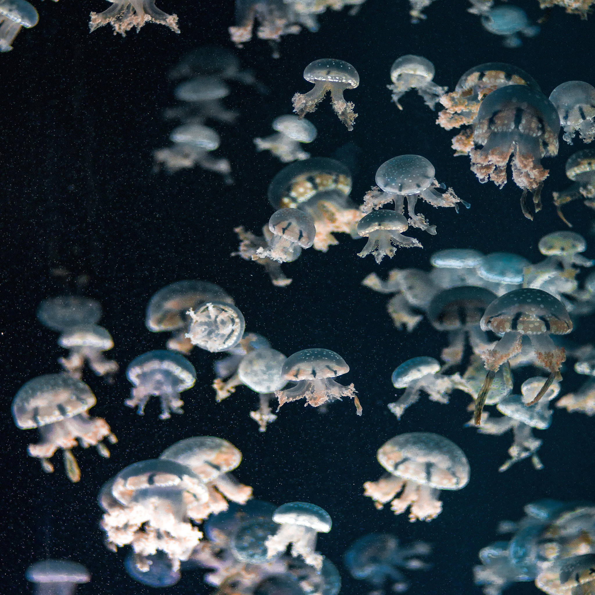 A group of jellyfish floating in the water. - Jellyfish