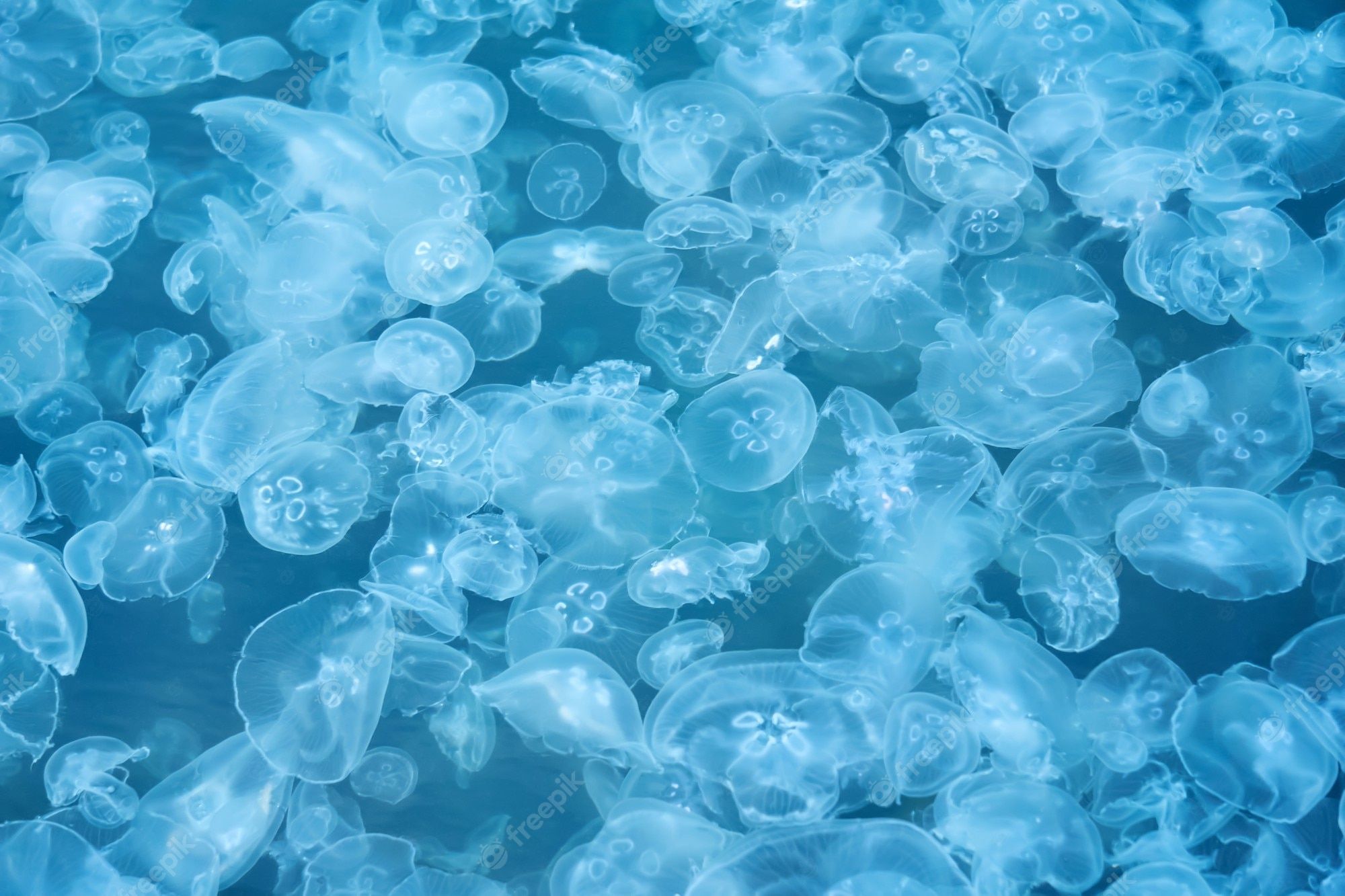 A school of jellyfish swimming in blue water.  - Jellyfish