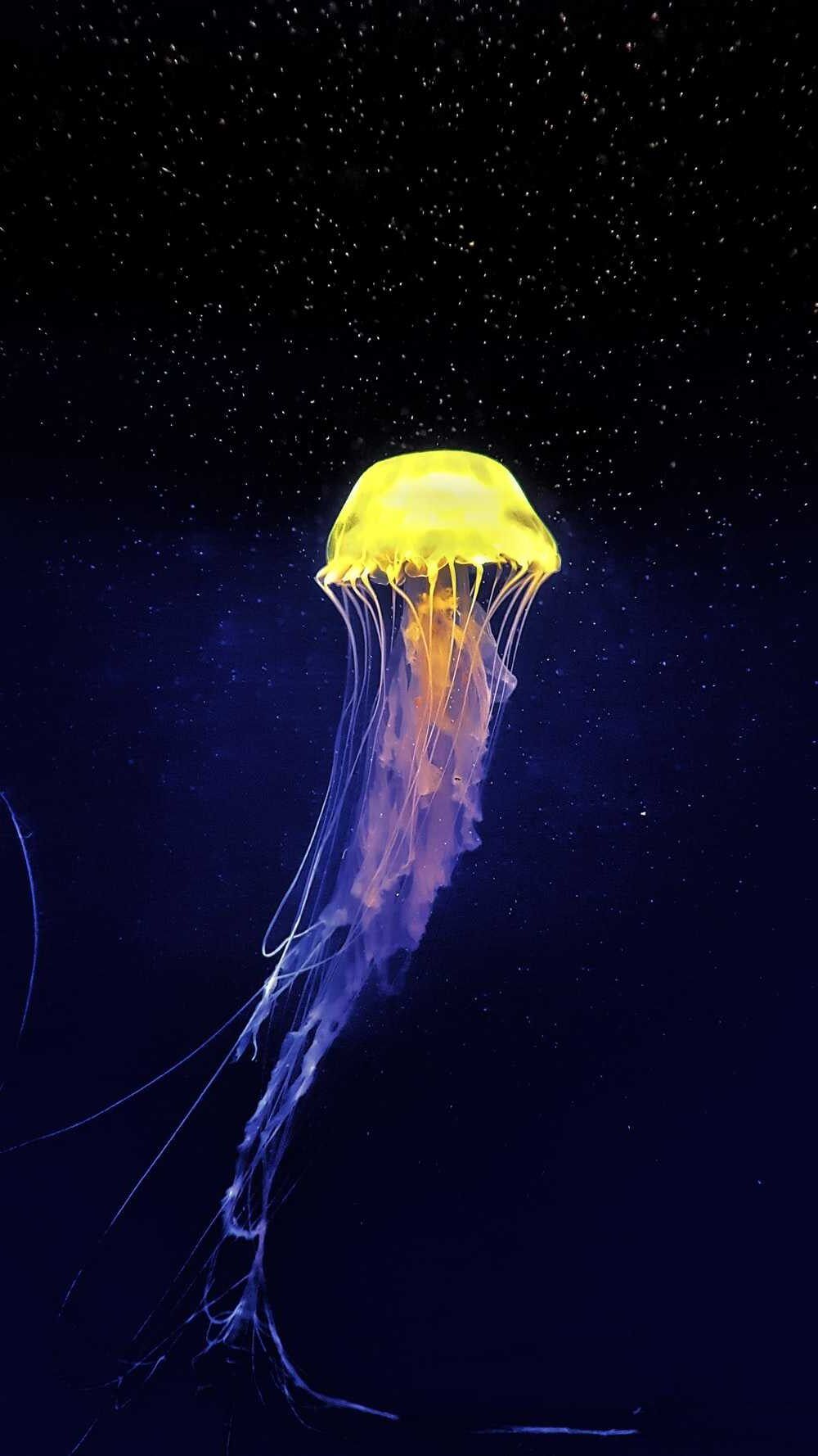 Jellyfish Wallpaper