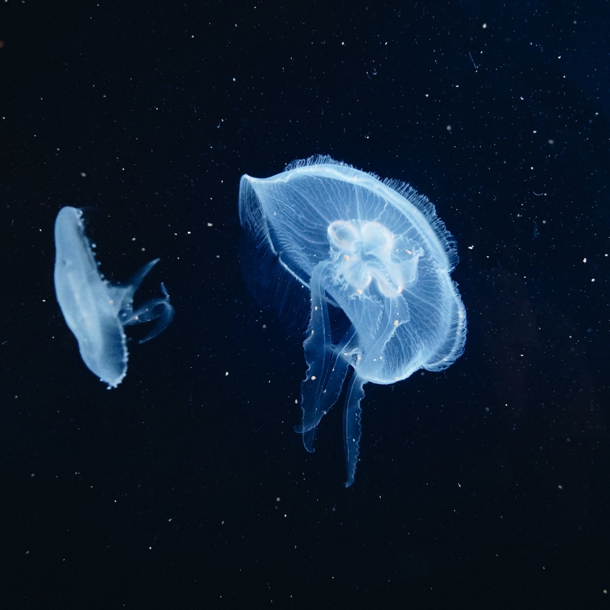 Two jellyfish floating in the dark water of the ocean - Jellyfish