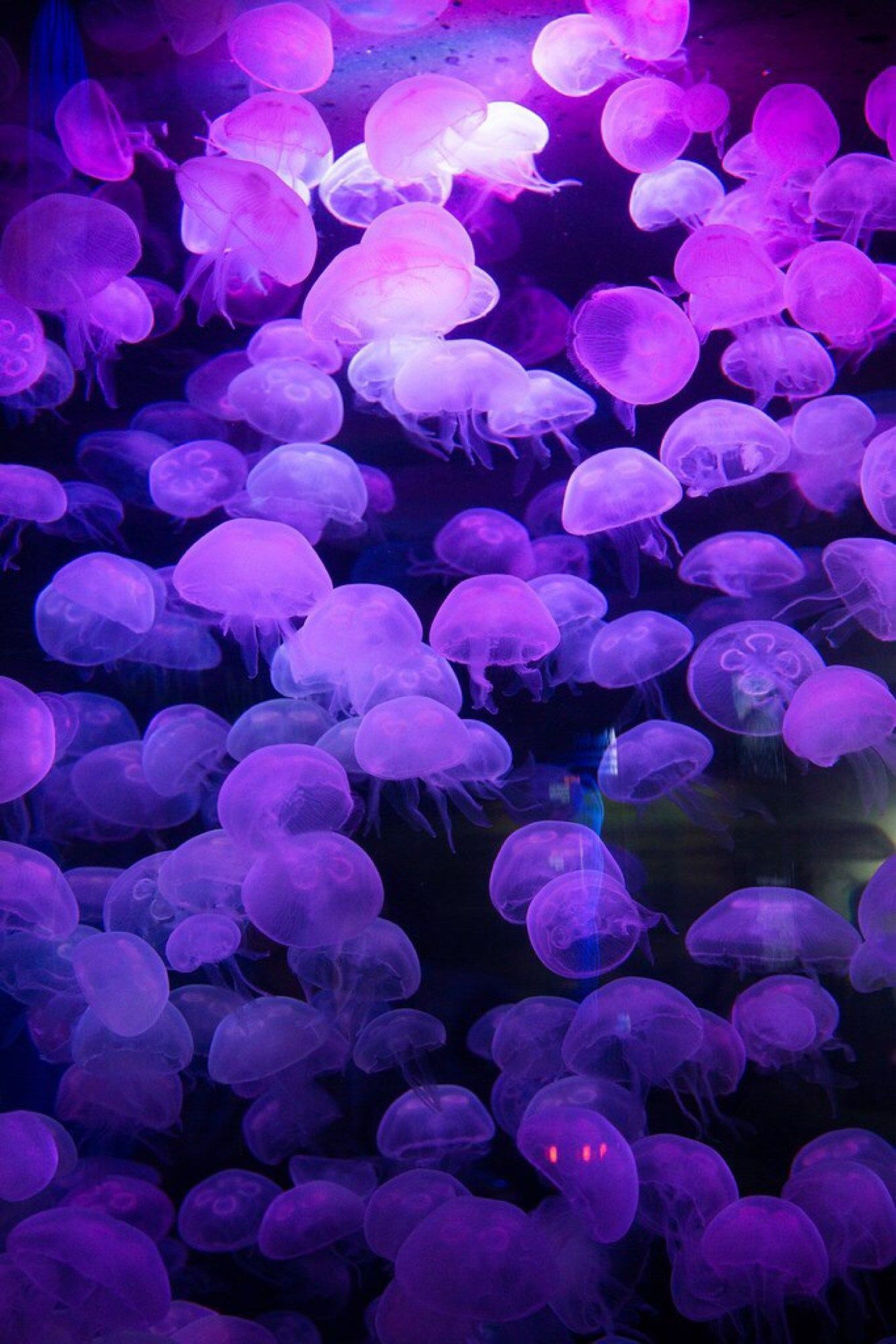 Jellyfish in a tank with purple lighting - Jellyfish