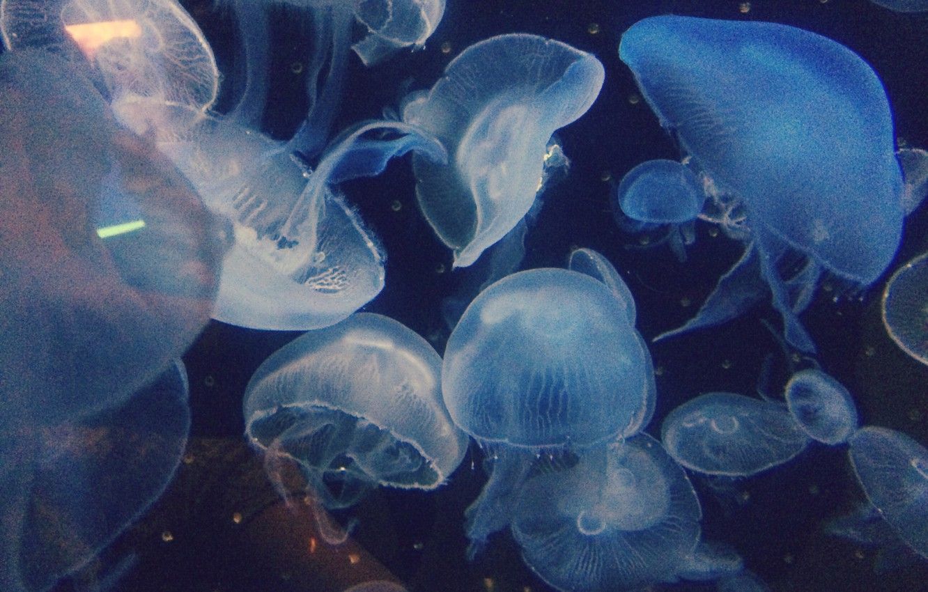 A group of jellyfish swimming in the water - Jellyfish