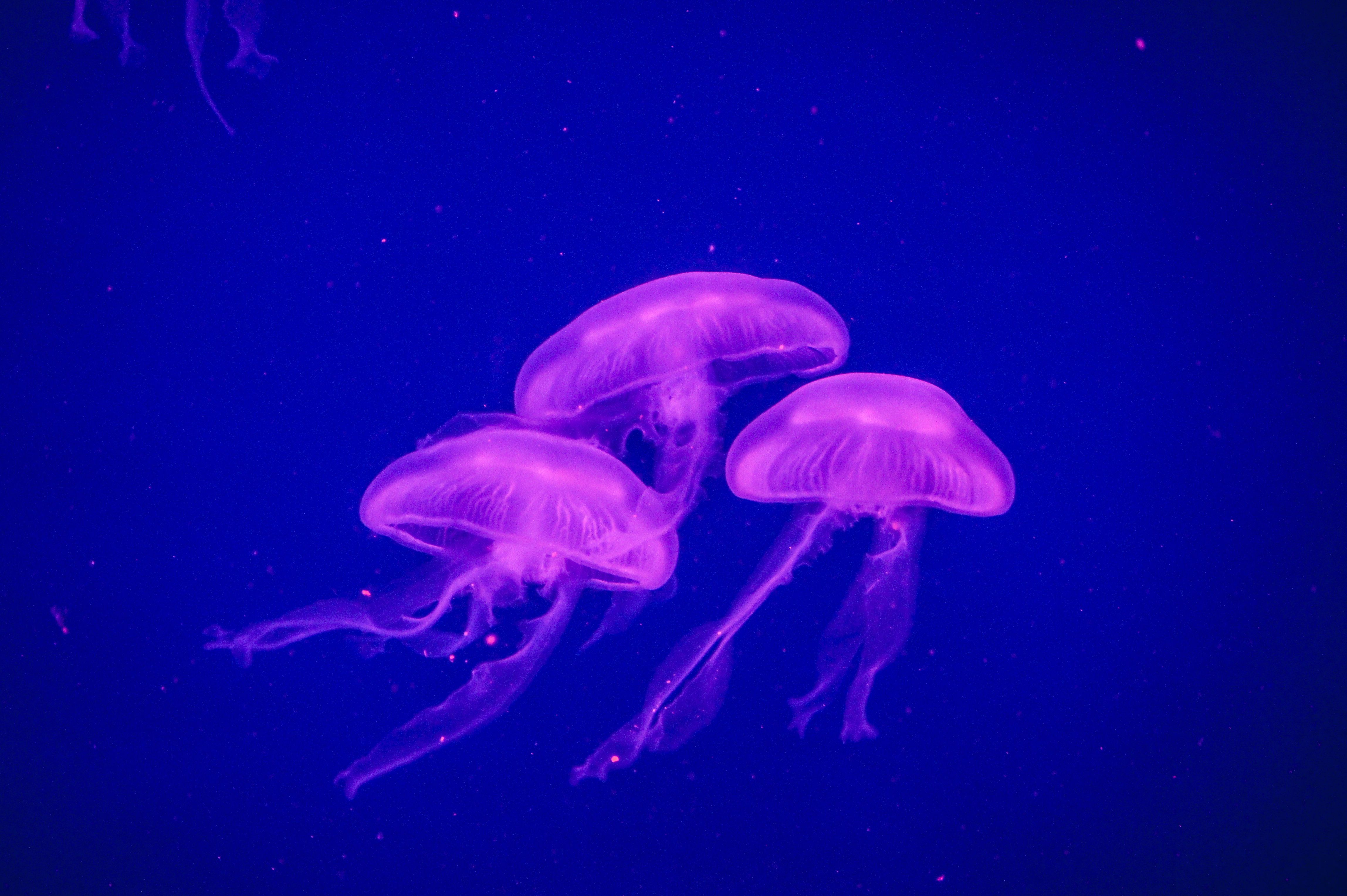 A group of jellyfish swimming in the ocean - Jellyfish