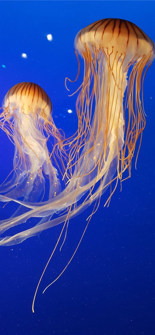 shallow focus photography of two brown jellyfish iPhone 11 Wallpaper Free Download