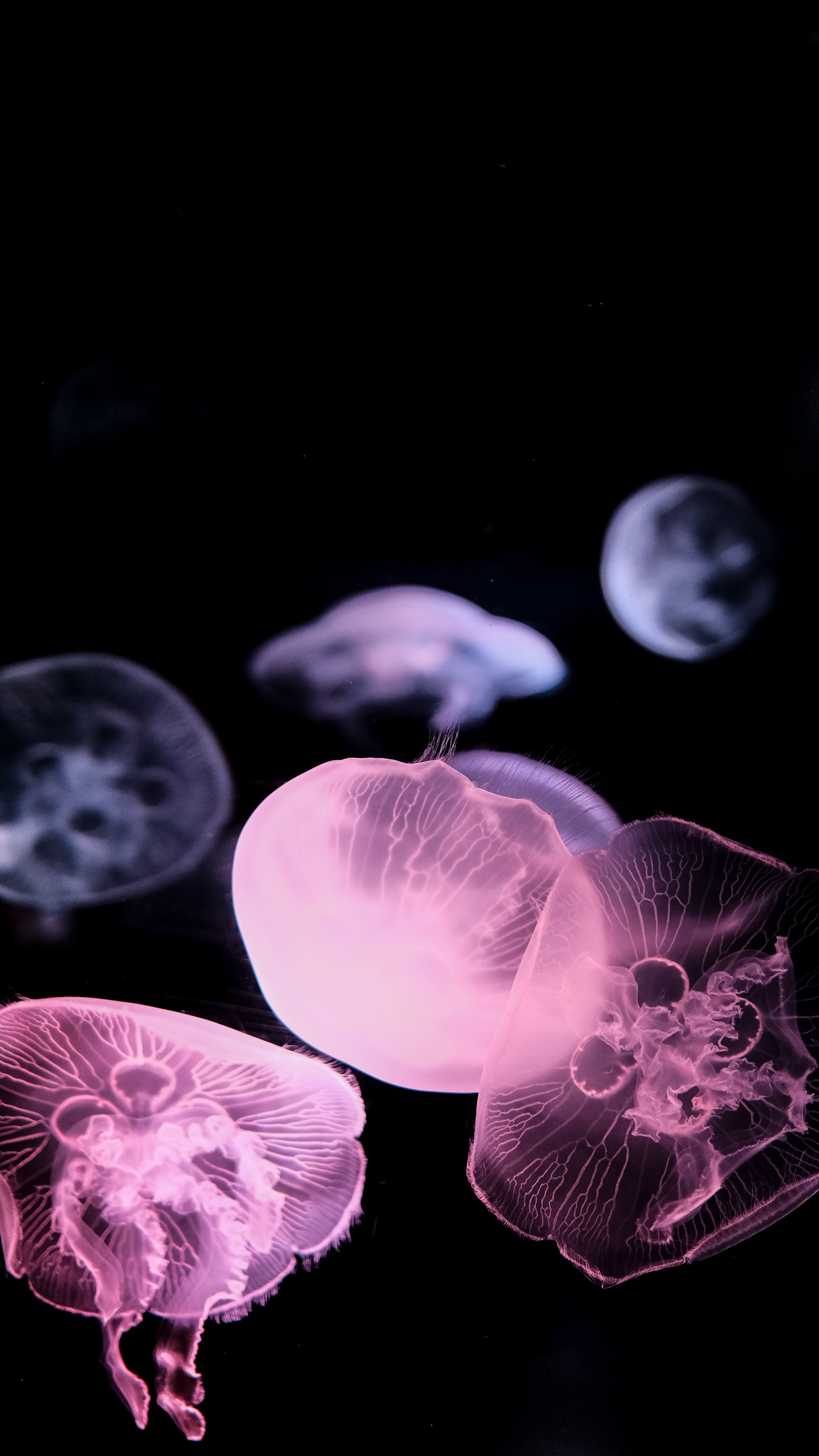 Jellyfish in a dark room with pink and purple light - Jellyfish