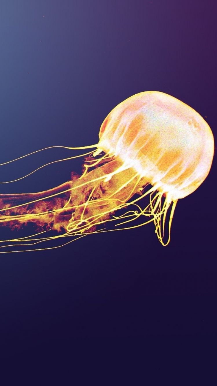 Jellyfish floating in the ocean - Jellyfish