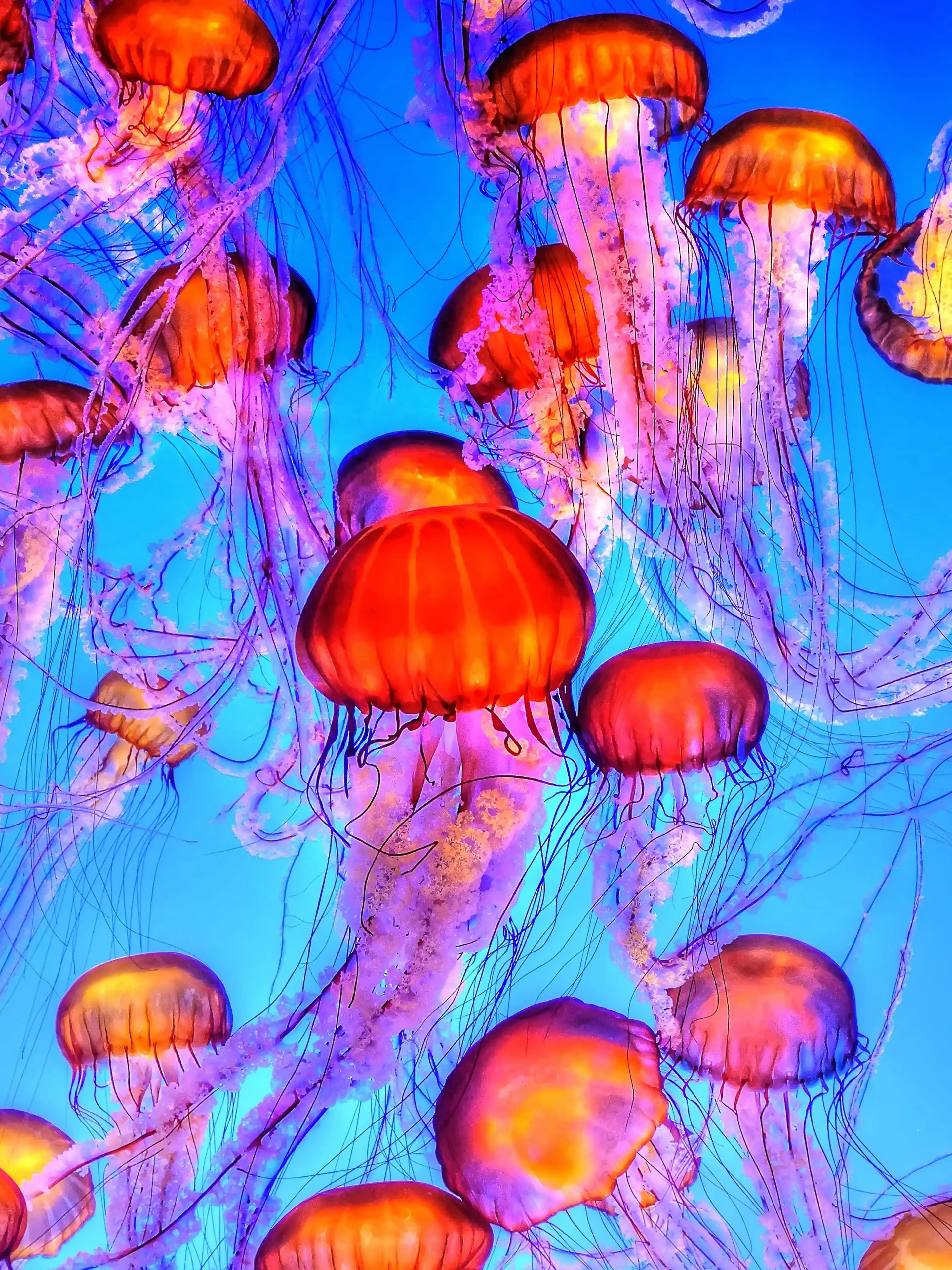 jellyfish group wallpaper