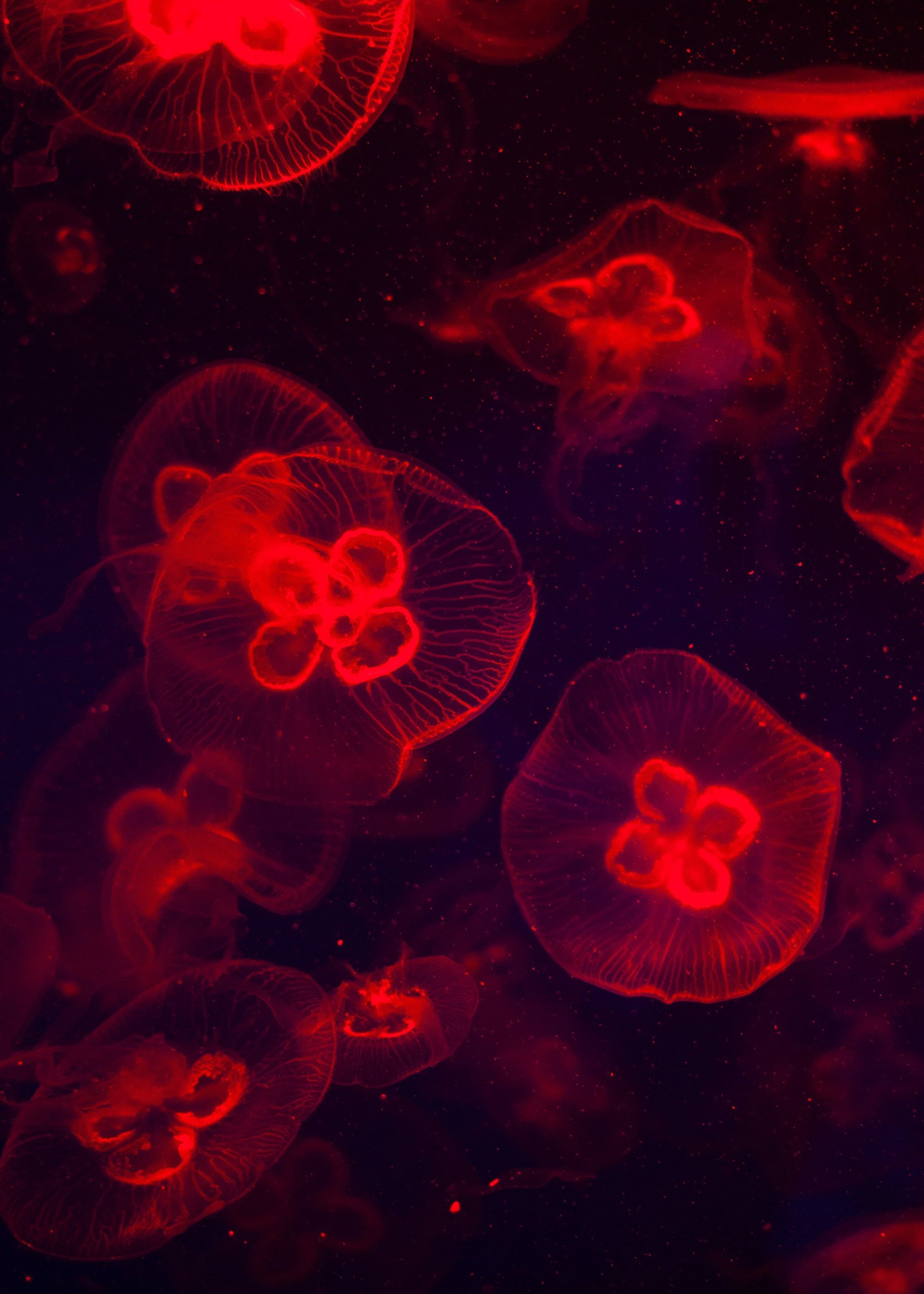 A group of jellyfish swimming in the water - Jellyfish