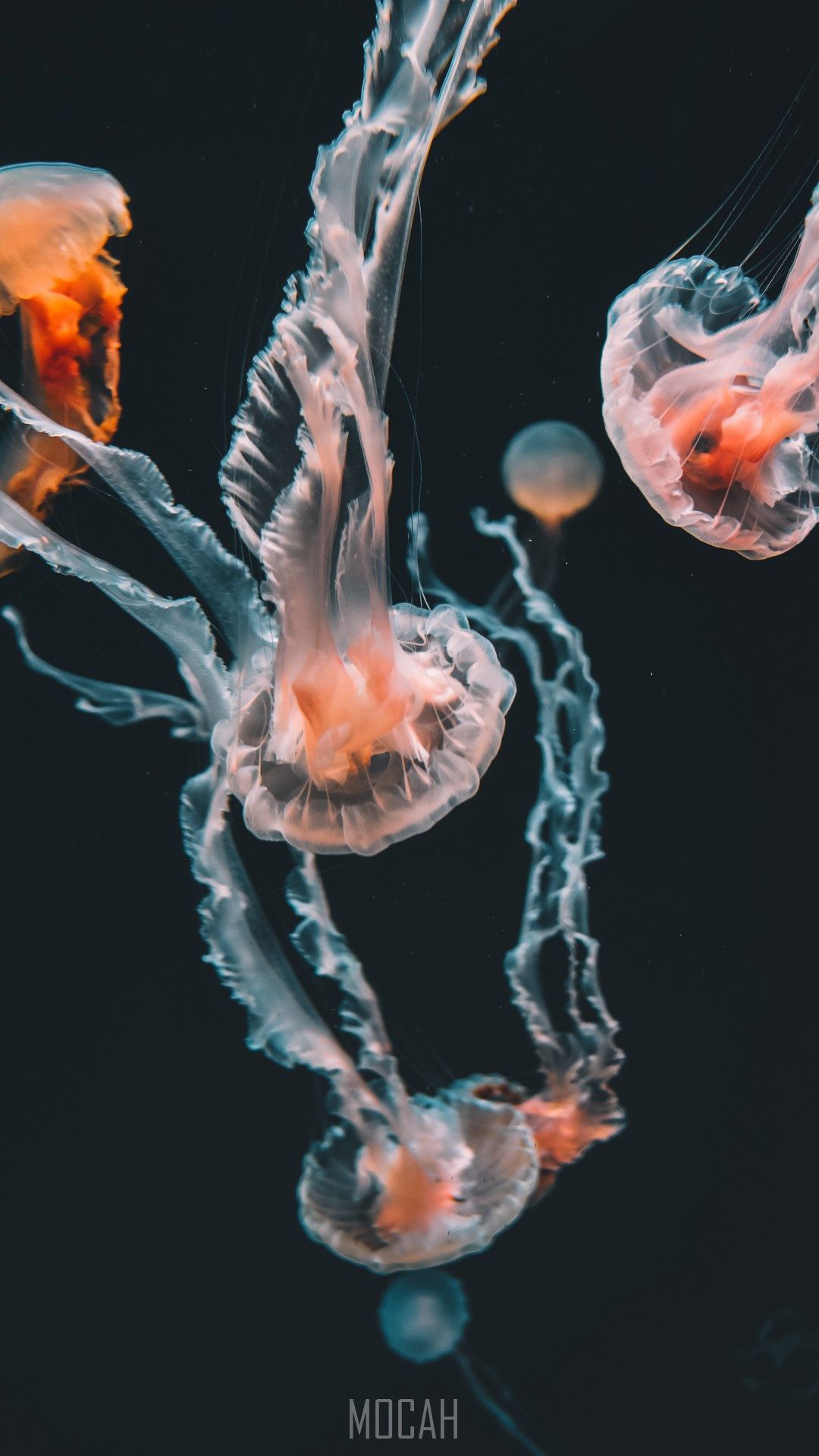 A group of jellyfish floating in the water - Jellyfish