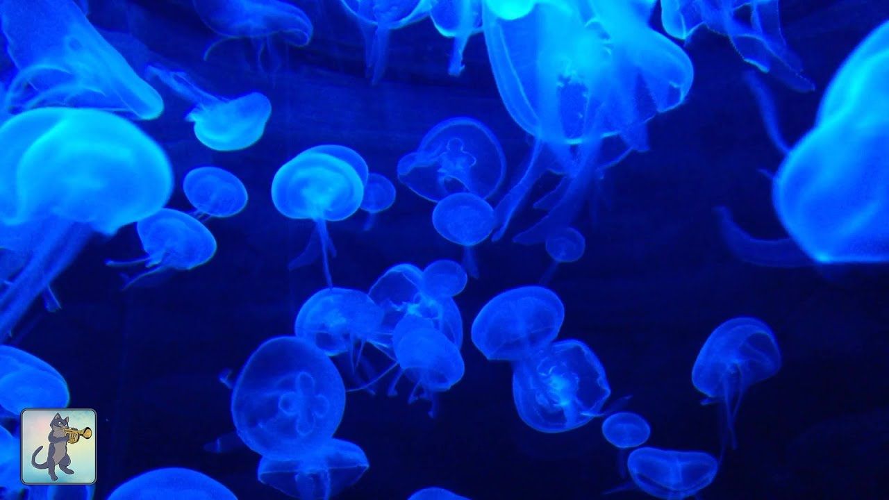 A tank of jellyfish glowing blue in the dark - Jellyfish