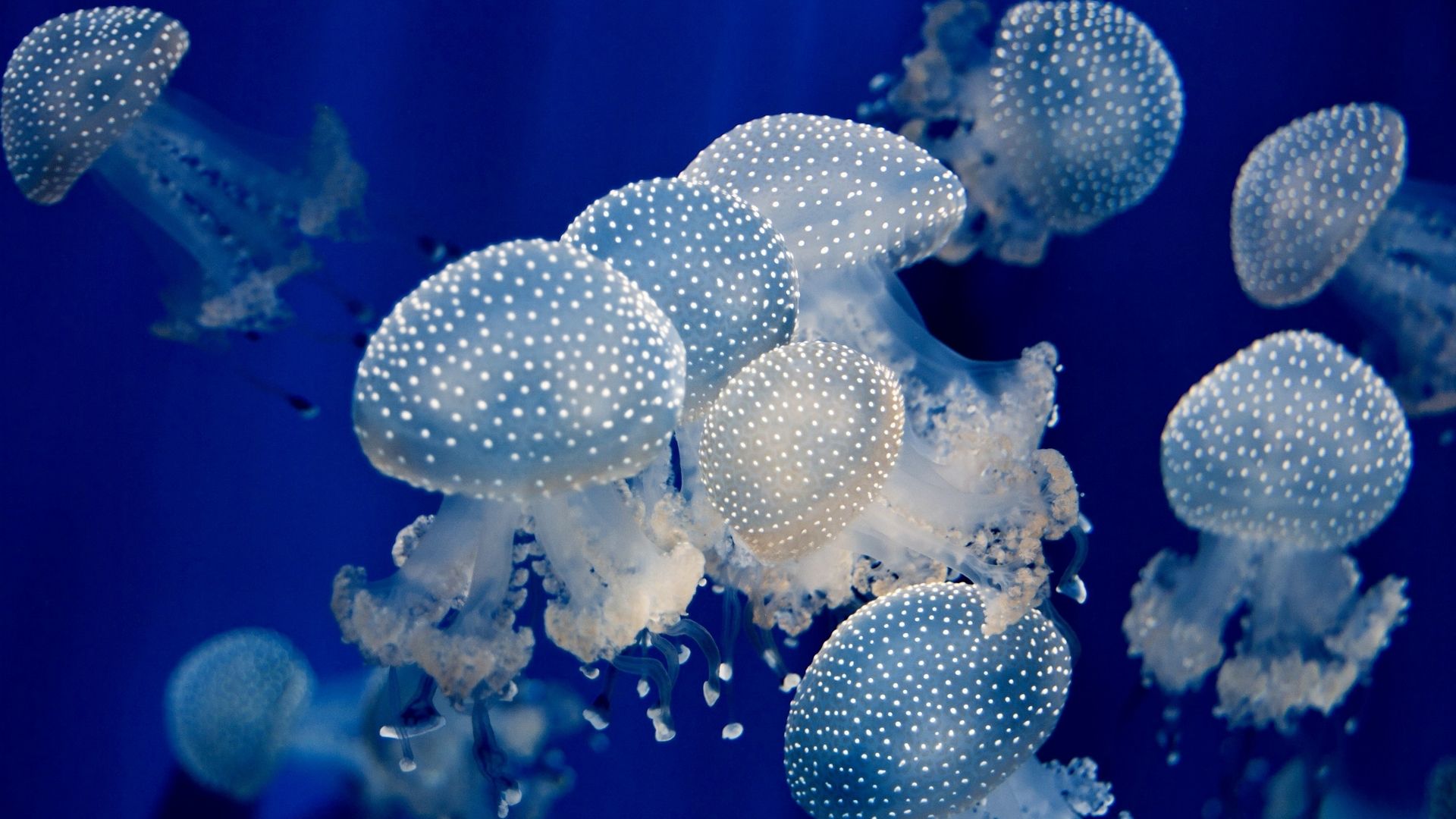 Jellyfish in a tank with blue water - Jellyfish