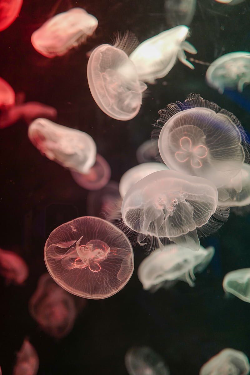 Jellyfish swimming in a tank with a dark background - Jellyfish