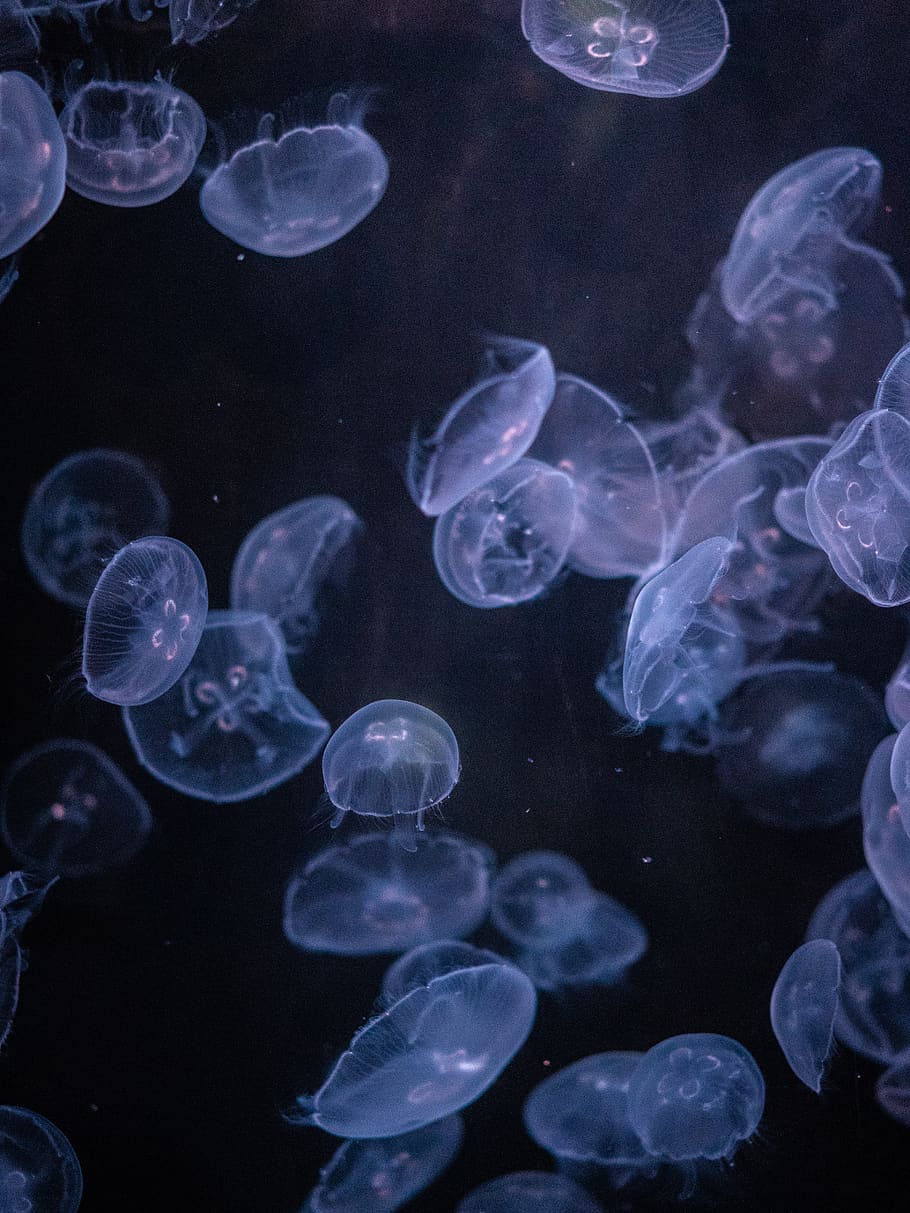 A group of jellyfish swimming in the water. - Jellyfish