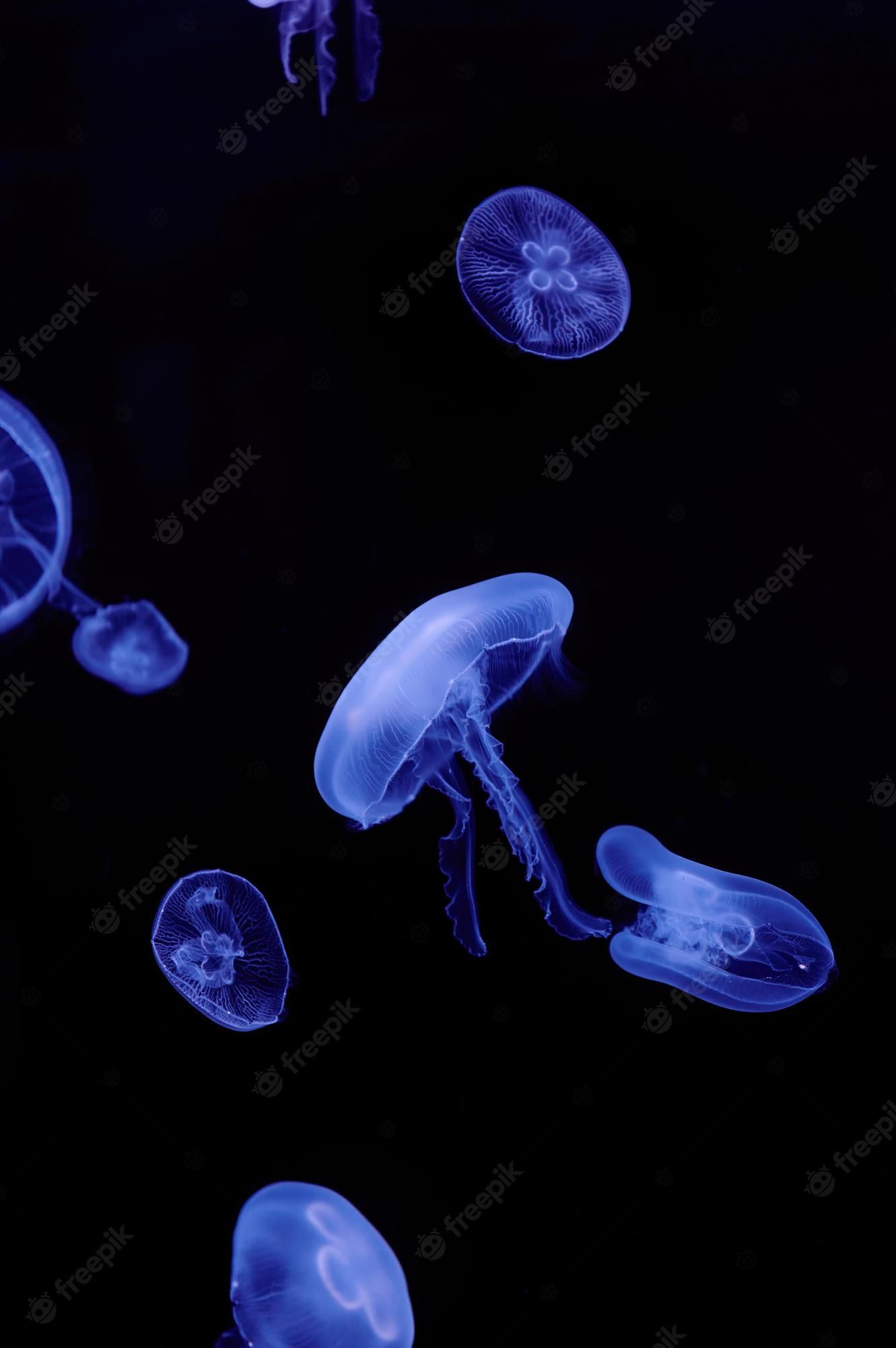 Premium Photo. Jellyfish (medusozoa) on a black background and blue light swimming