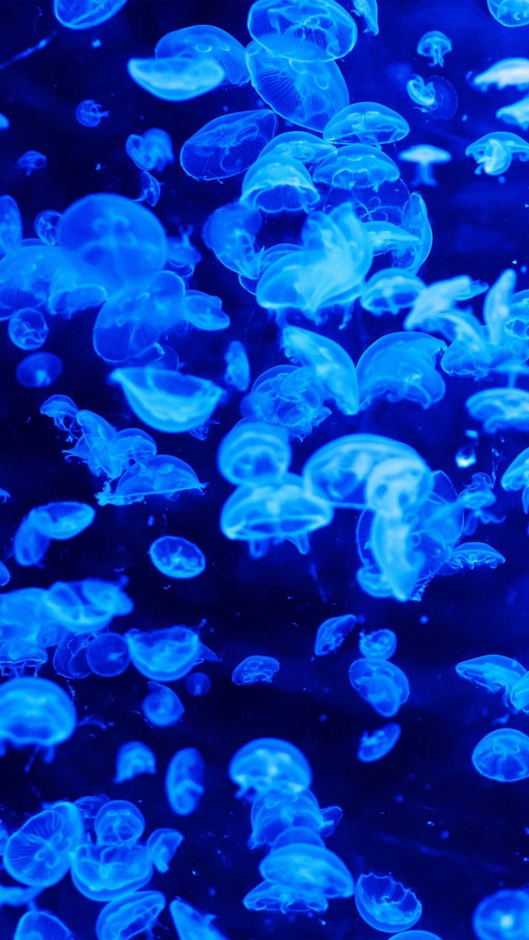 Blue jellyfishes in the sea, wallpaper for iPhone 8 Plus - Jellyfish