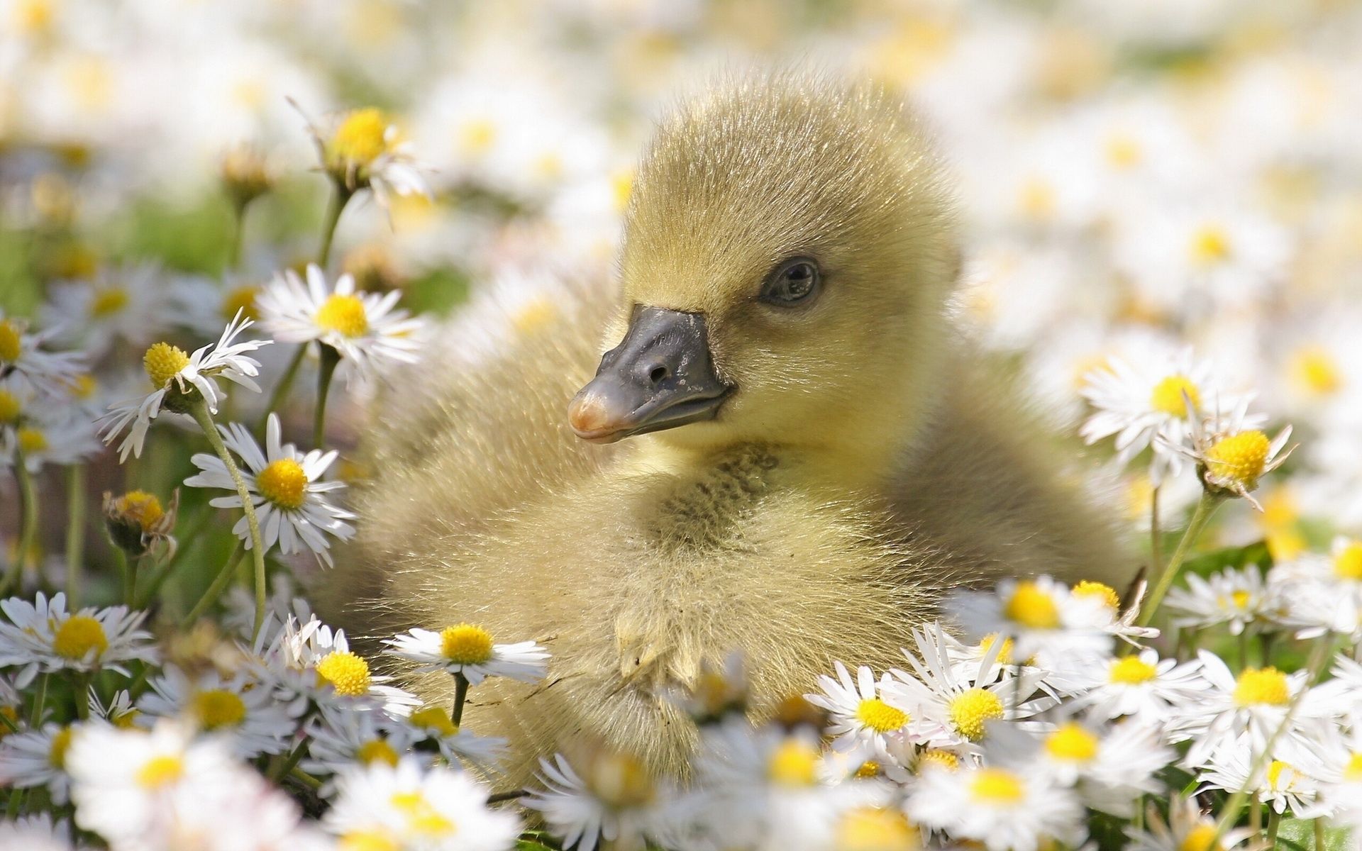 A cute duckling sitting in a field of daisies with a brief description of this image - Duck