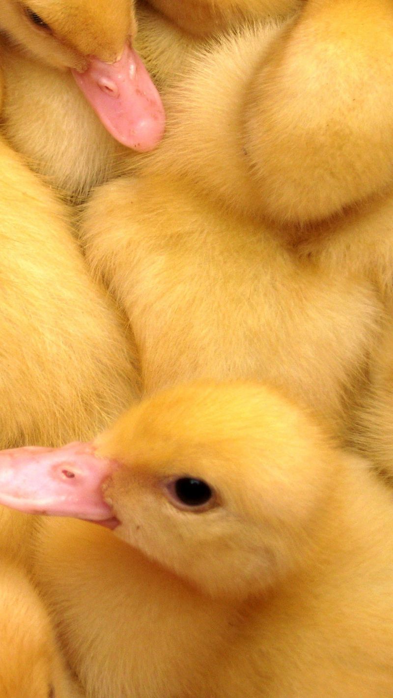 A group of yellow ducklings huddled together - Duck