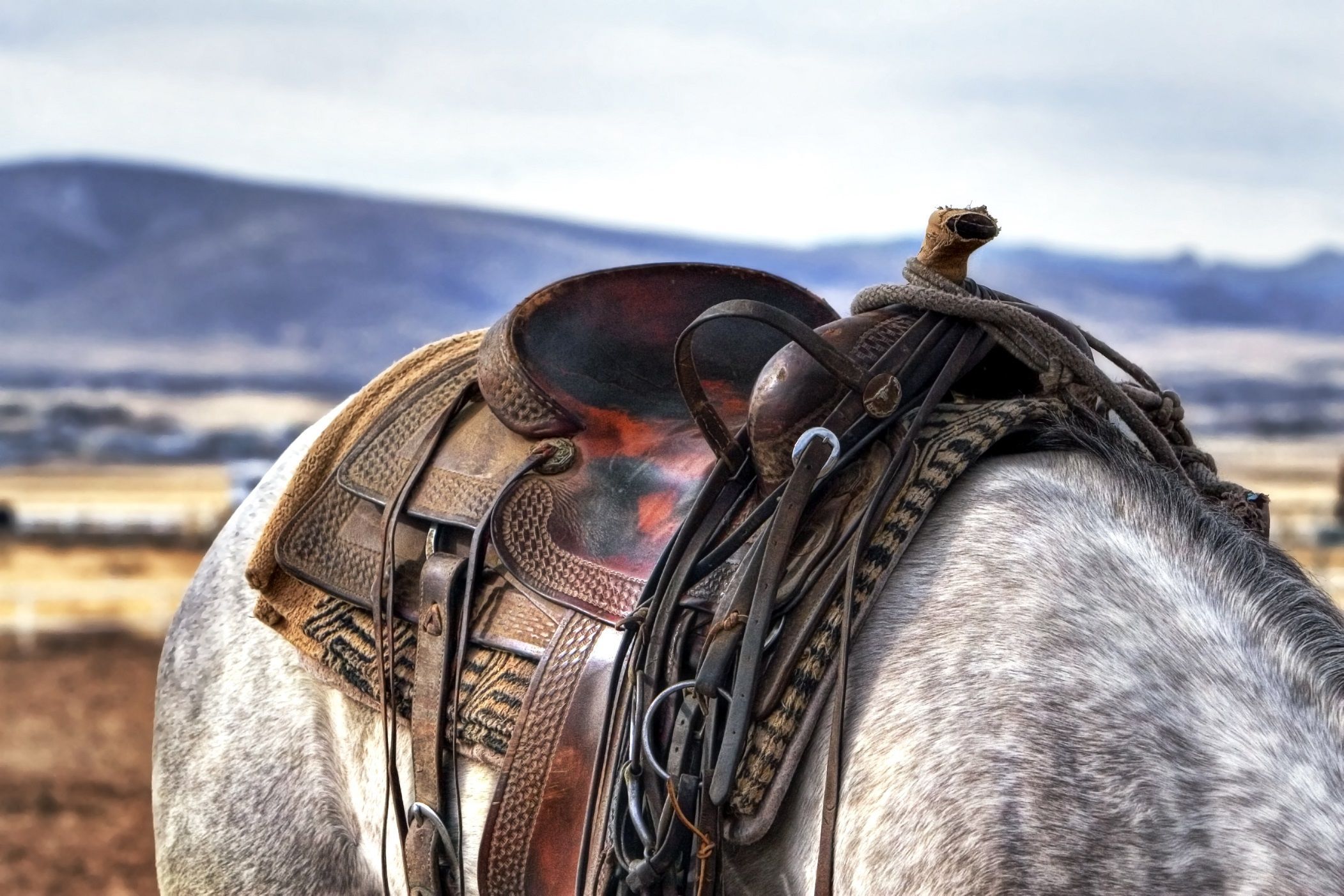 A saddle on a horse with mountains in the background. - Western