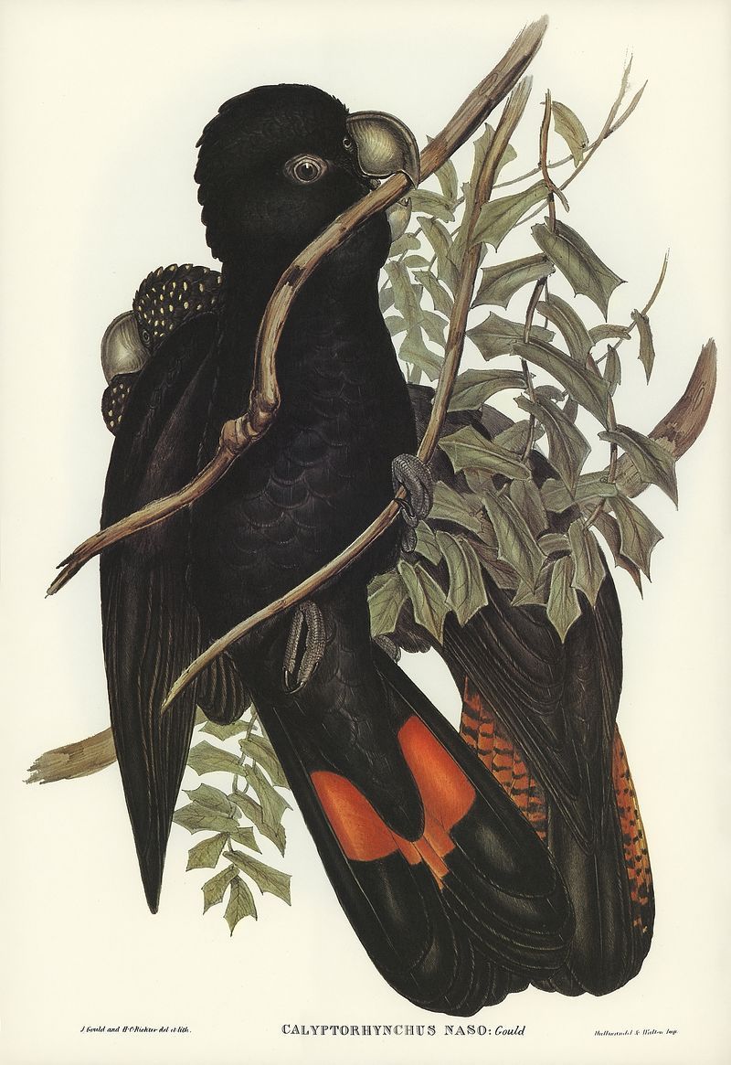 A black cockatoo with red markings on its wings and tail perches on a branch. - Western