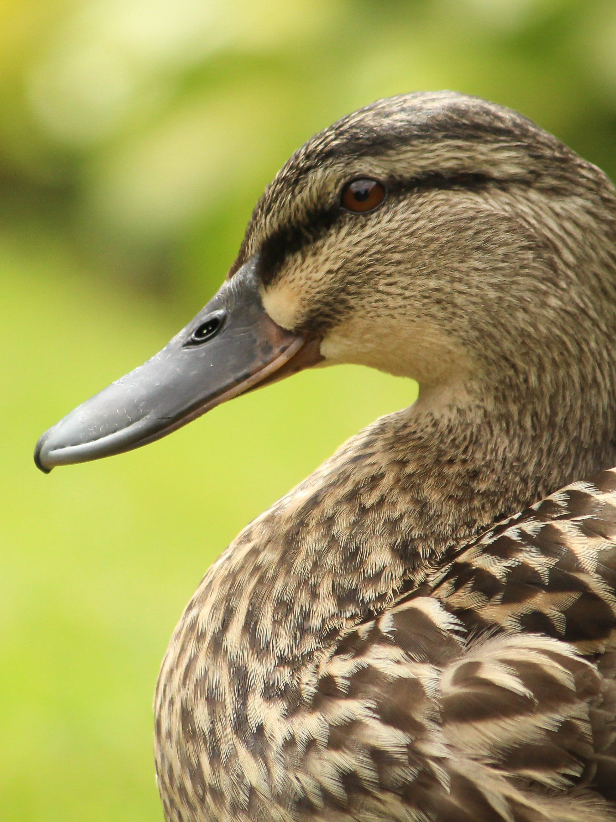 A duck with a green background - Duck