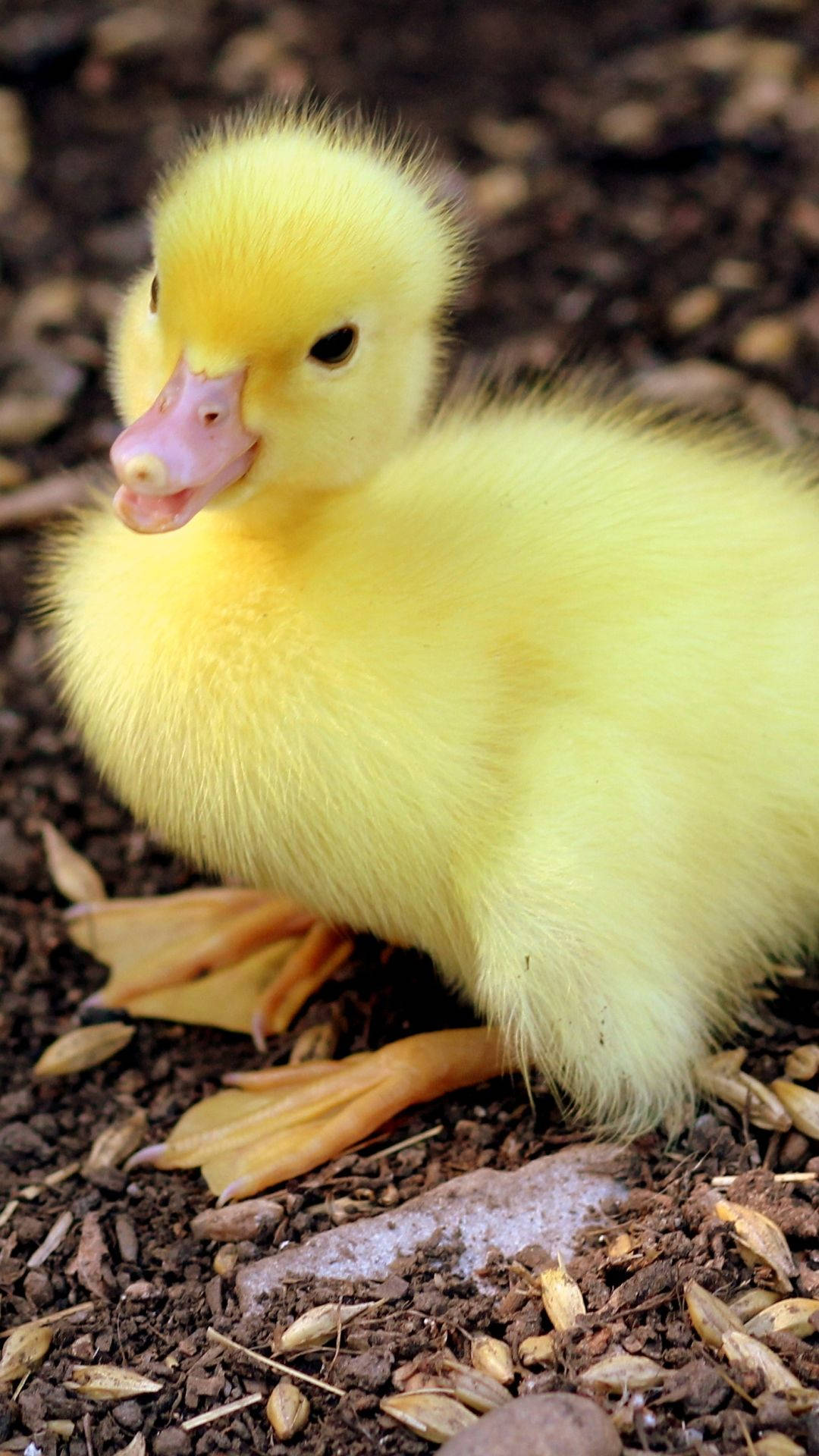 A yellow duck sitting on the ground - Duck