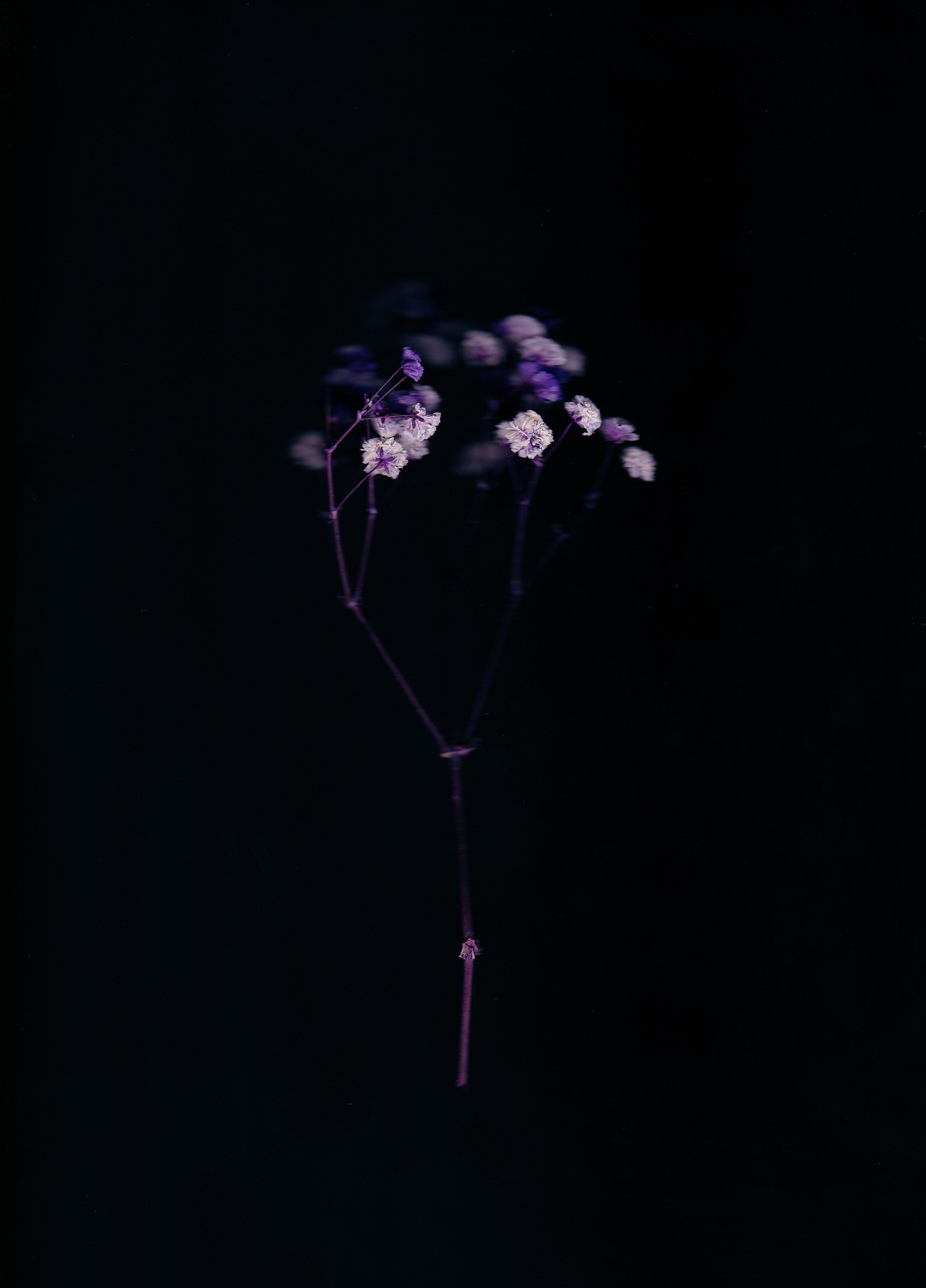A purple flower in a black background - 3D