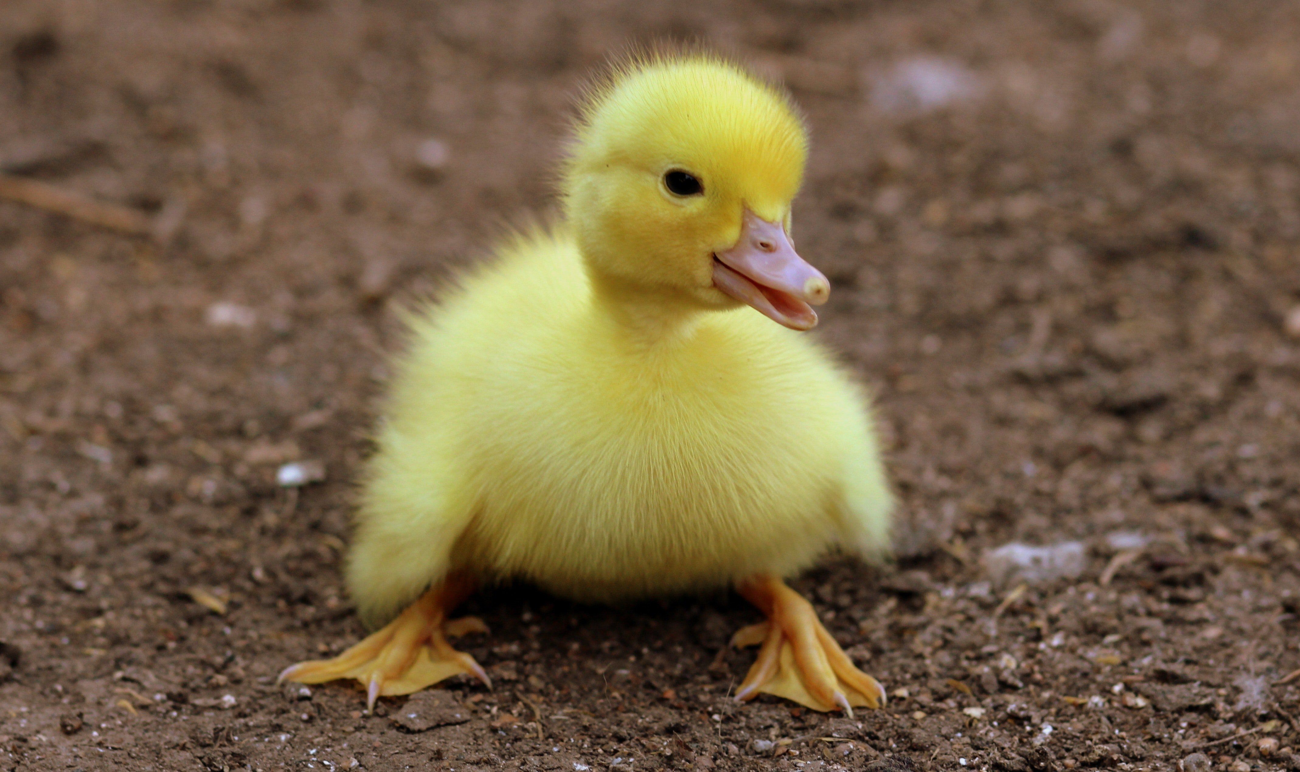 A yellow duckling sits on the ground. - Duck