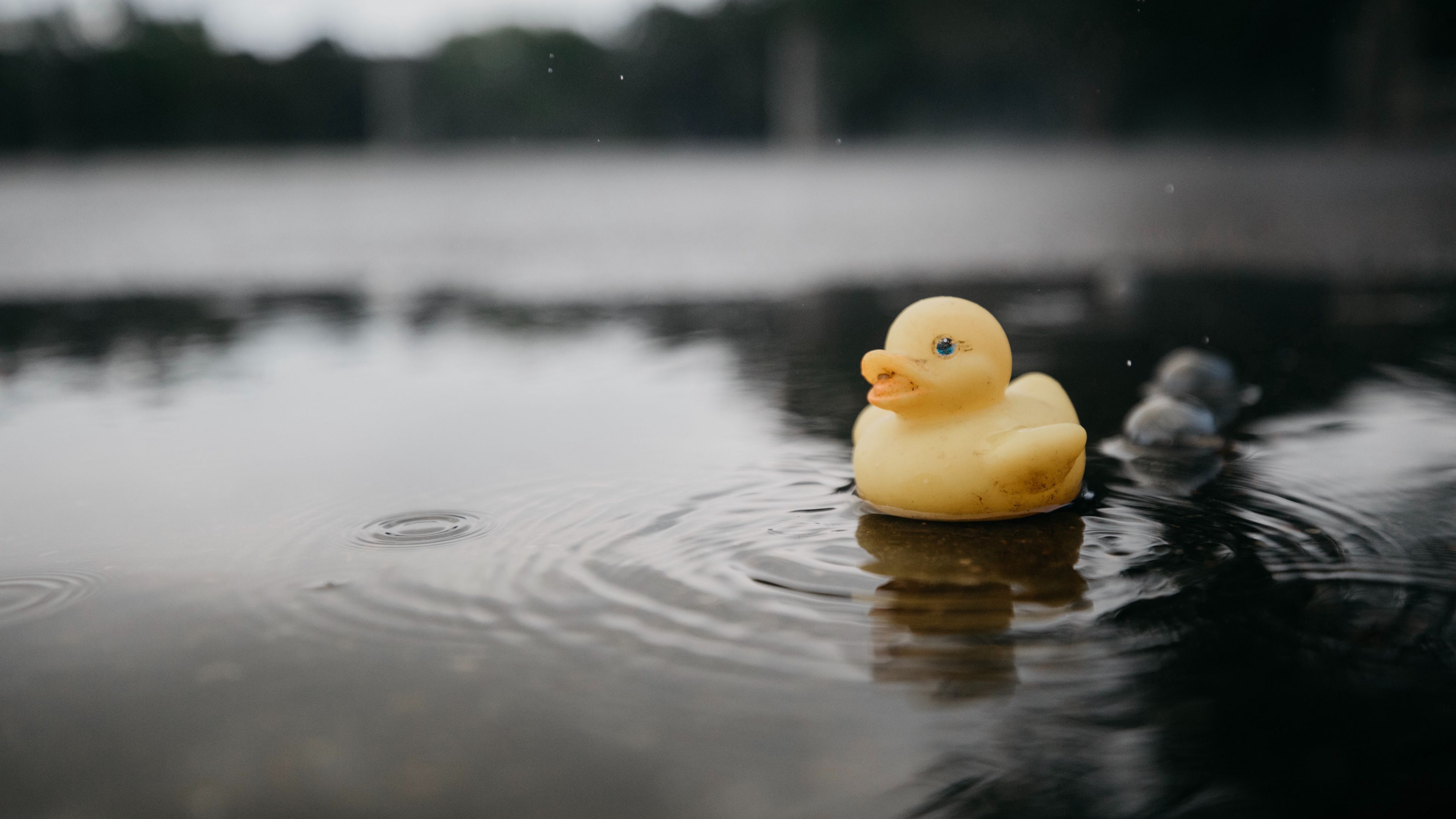 A yellow rubber duck floating on a pond - Duck