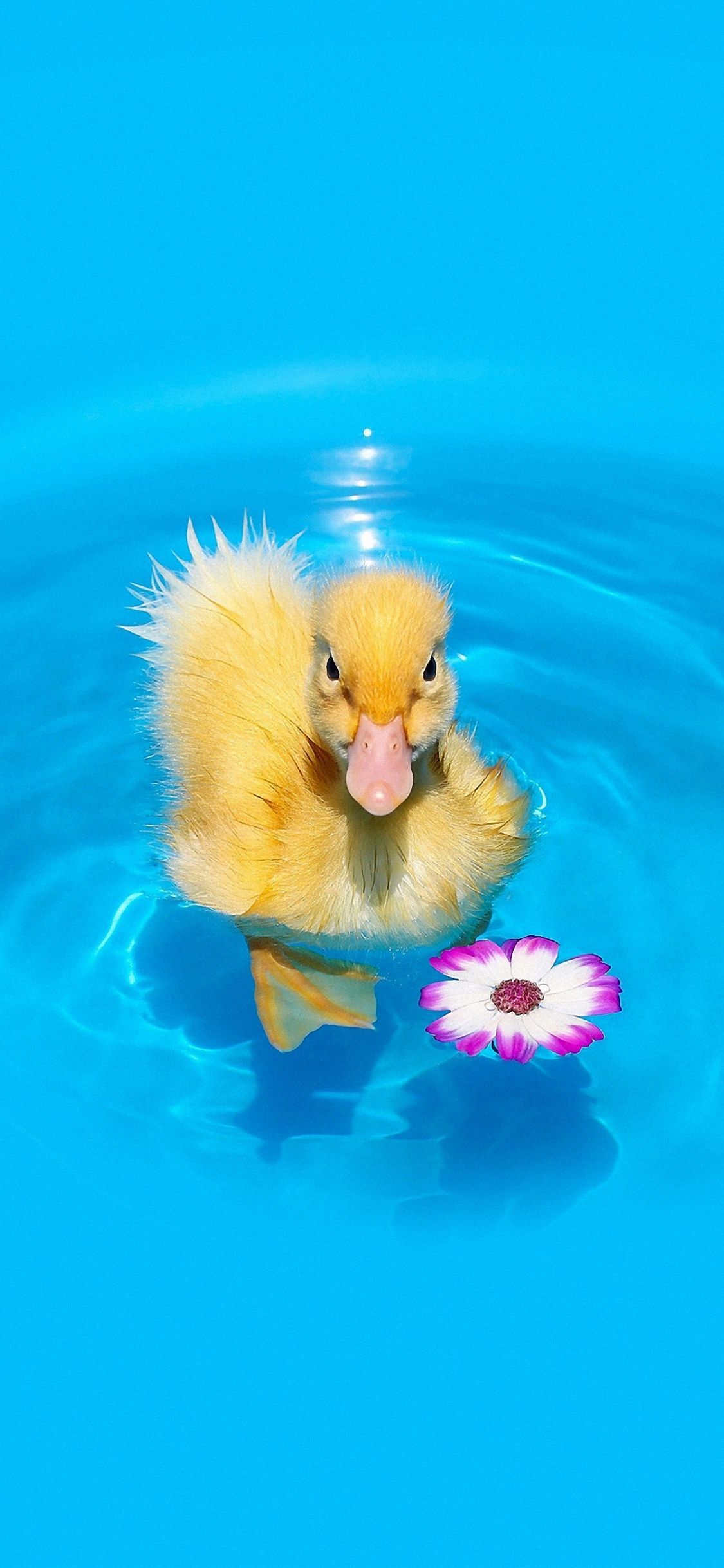 A yellow duck floating in the water with flowers - Duck