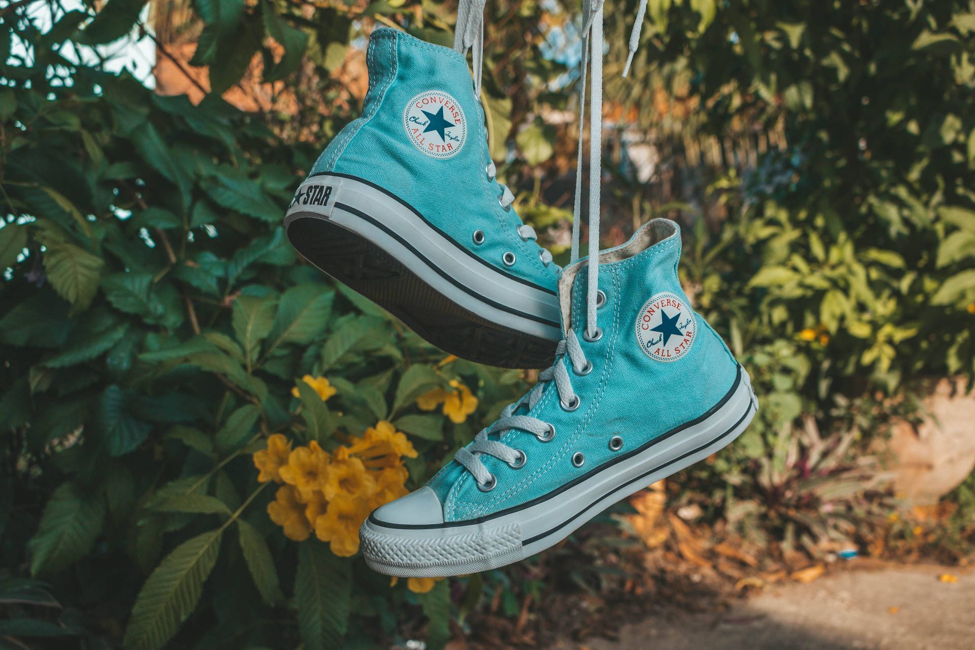 A pair of blue sneakers hanging from the branch - Converse