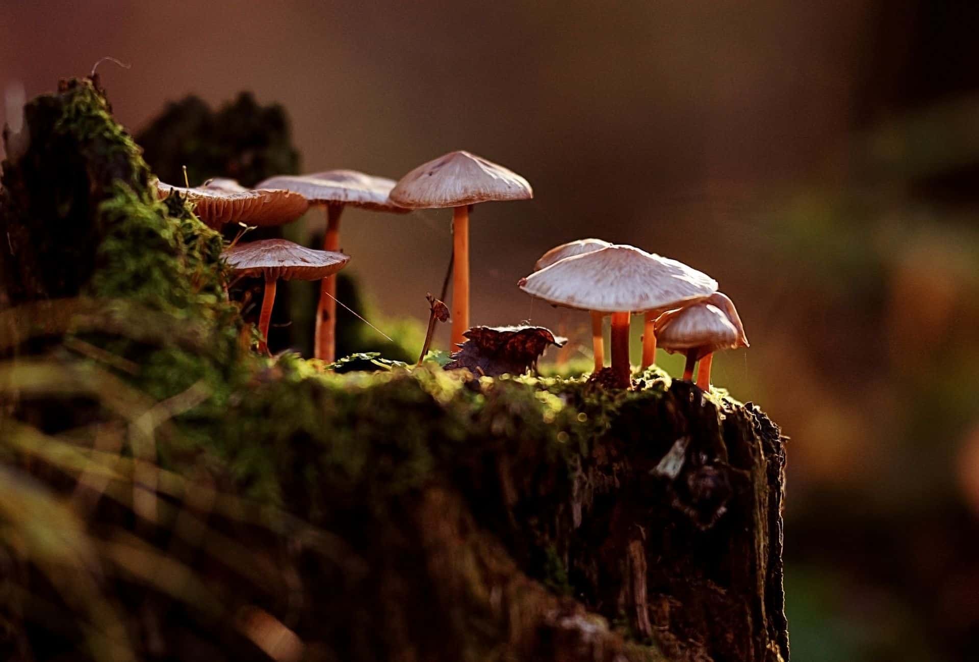 A group of mushrooms on a tree stump - Goblincore