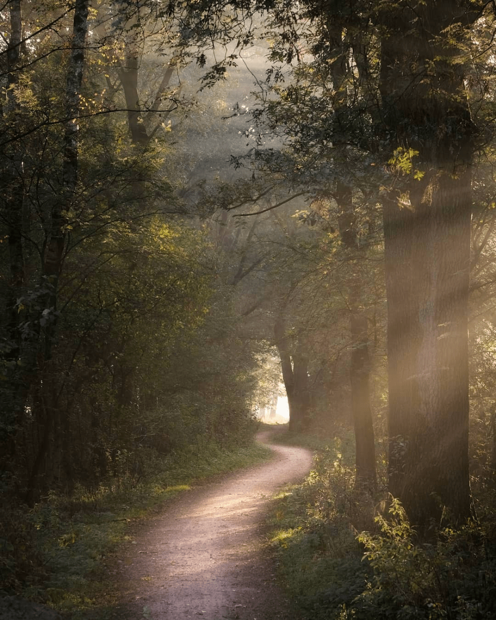 A path through a forest with sunlight shining through the trees. - Goblincore