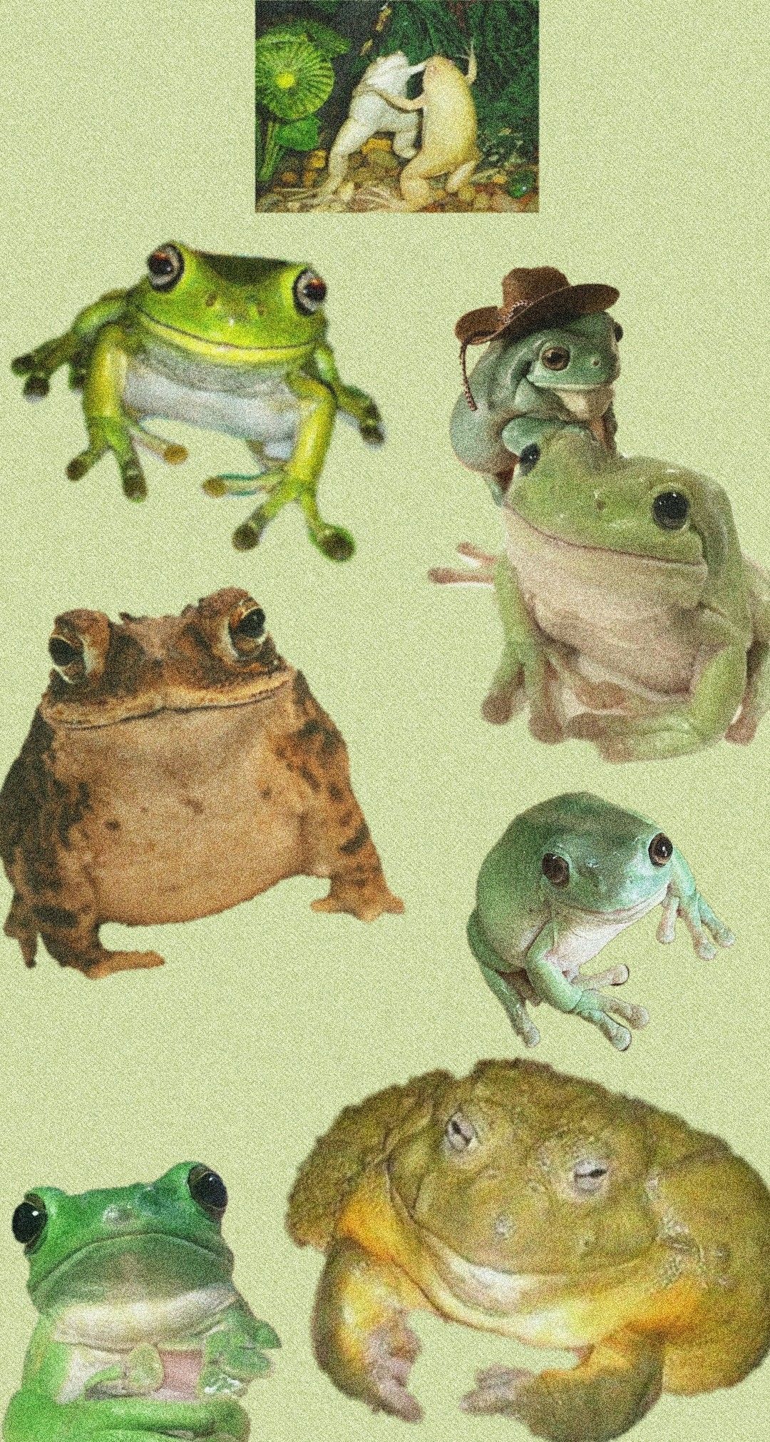 Frog wallpaper, goblincore, goblin cottagecore. Frog picture, Frog art, Frog wallpaper