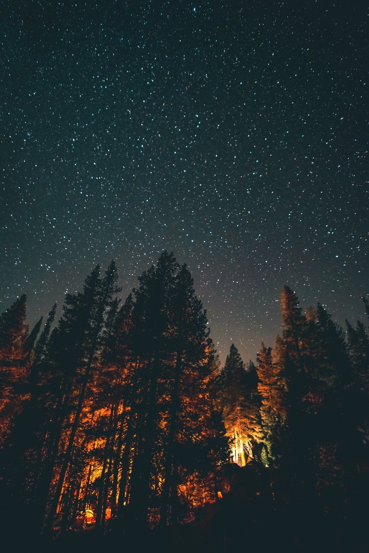 A night sky with stars and trees - Woods