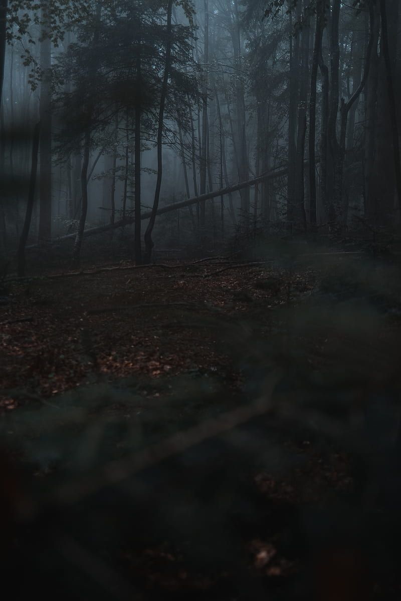 A dark forest with trees and fog - Woods, foggy forest, fog