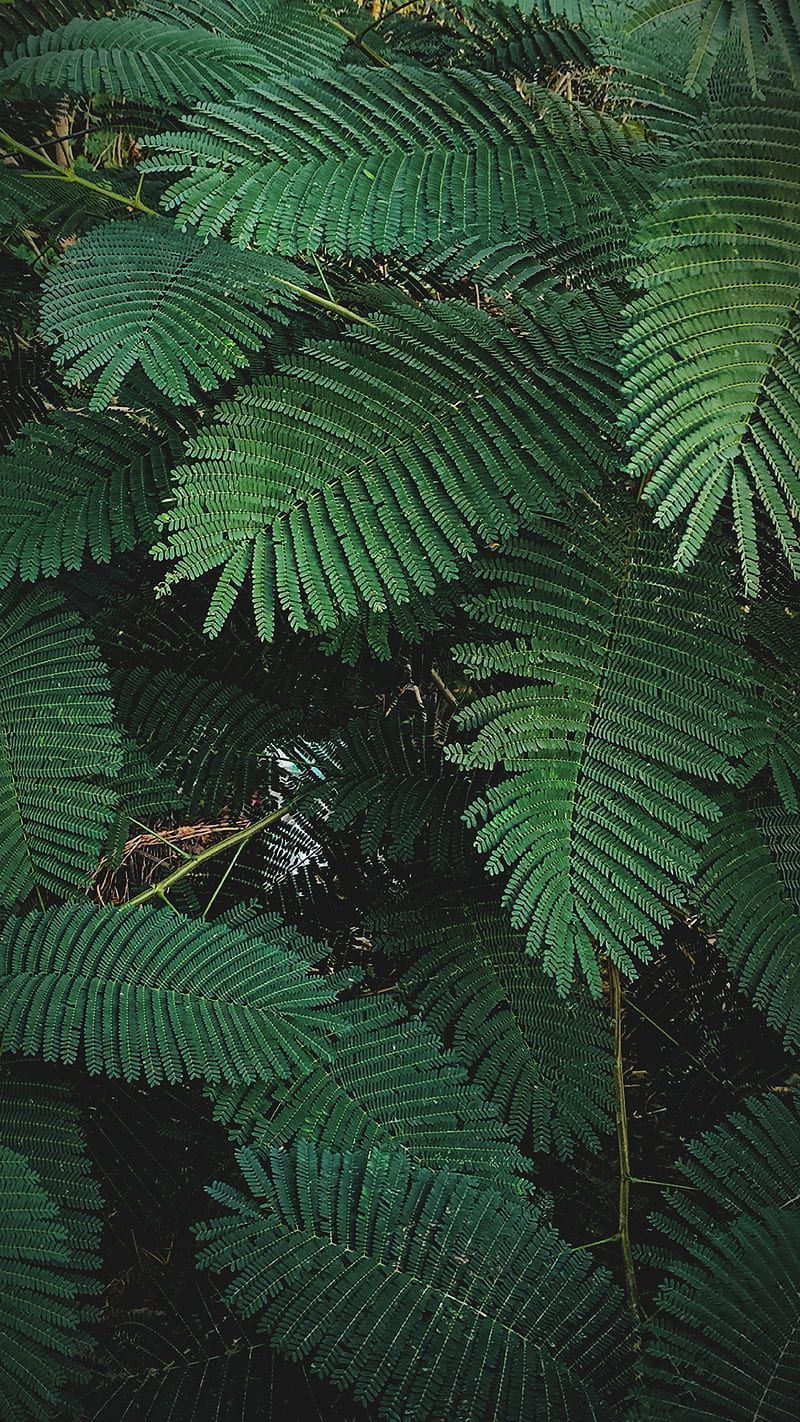 A fern plant with large green leaves - Leaves, woods