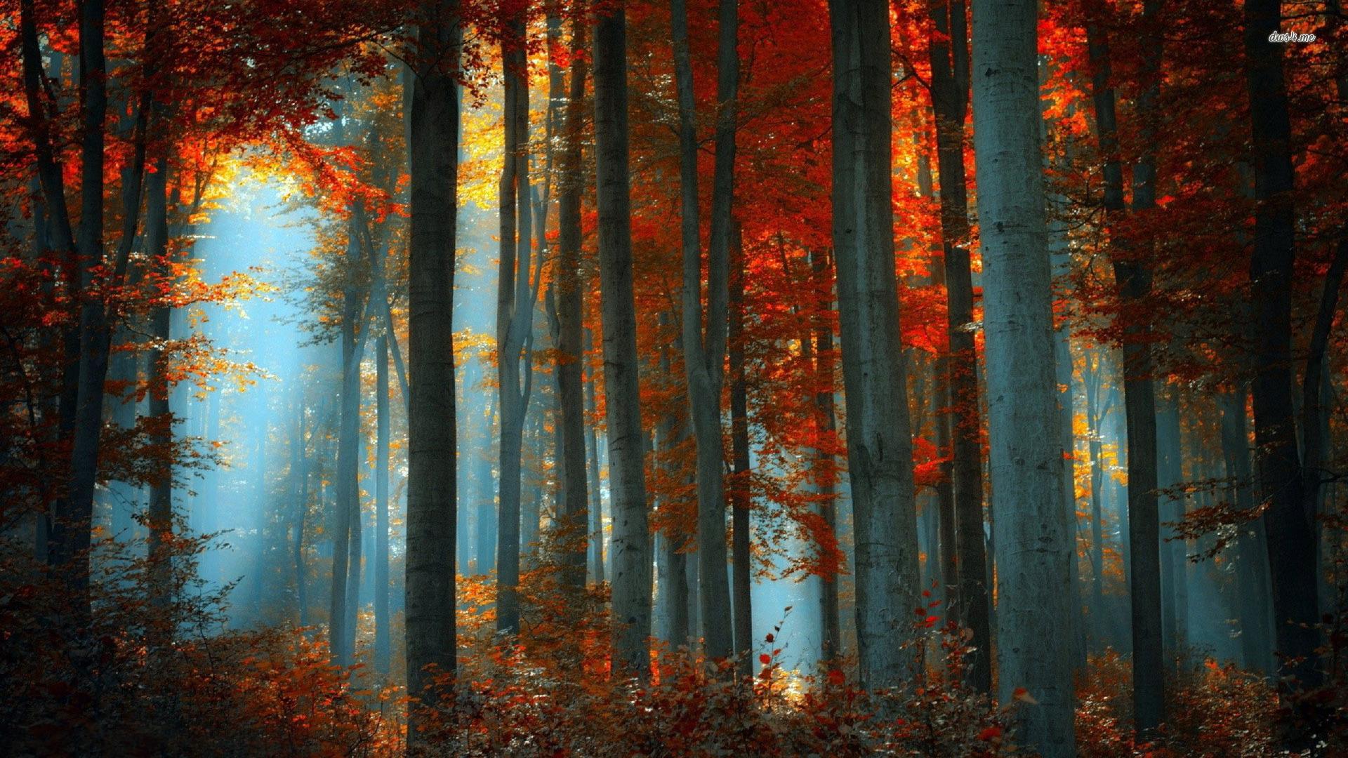 A forest with trees and leaves in the background - Fall, woods
