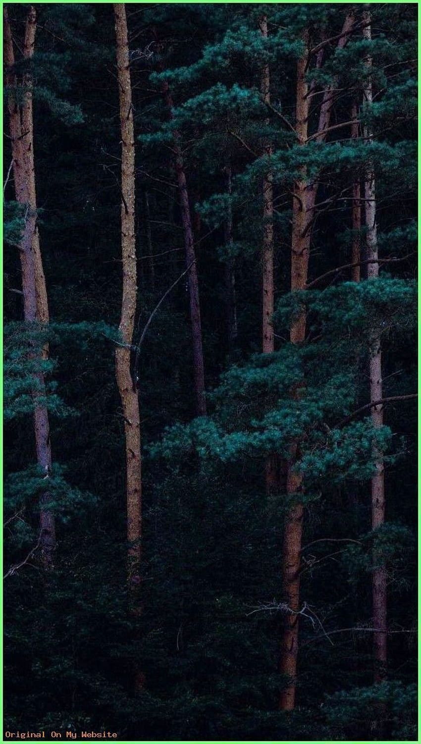 iPhone Dark, aesthetic forest HD phone wallpaper
